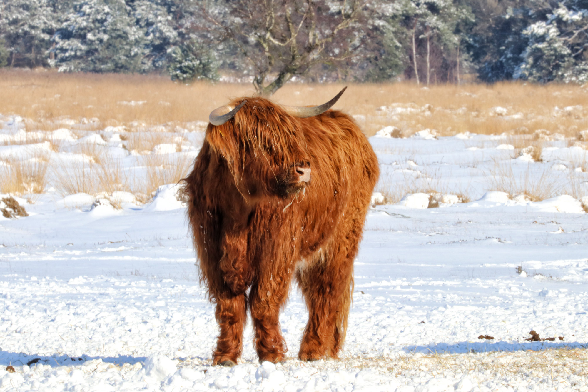 Wandeling: Winterse wandeling over de Strabrechtse Heide in de sneeuw