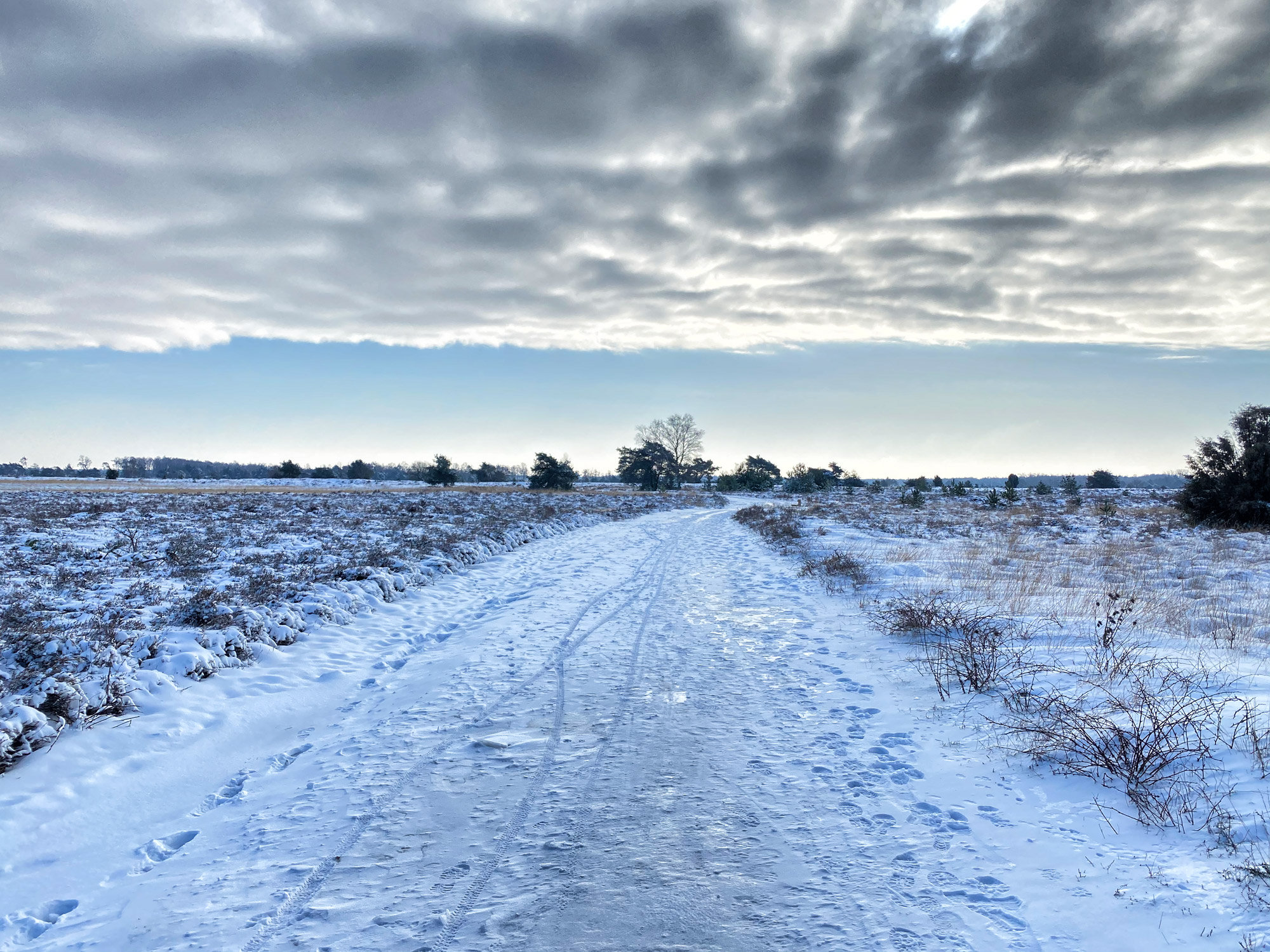 Wandeling: Winterse wandeling over de Strabrechtse Heide in de sneeuw