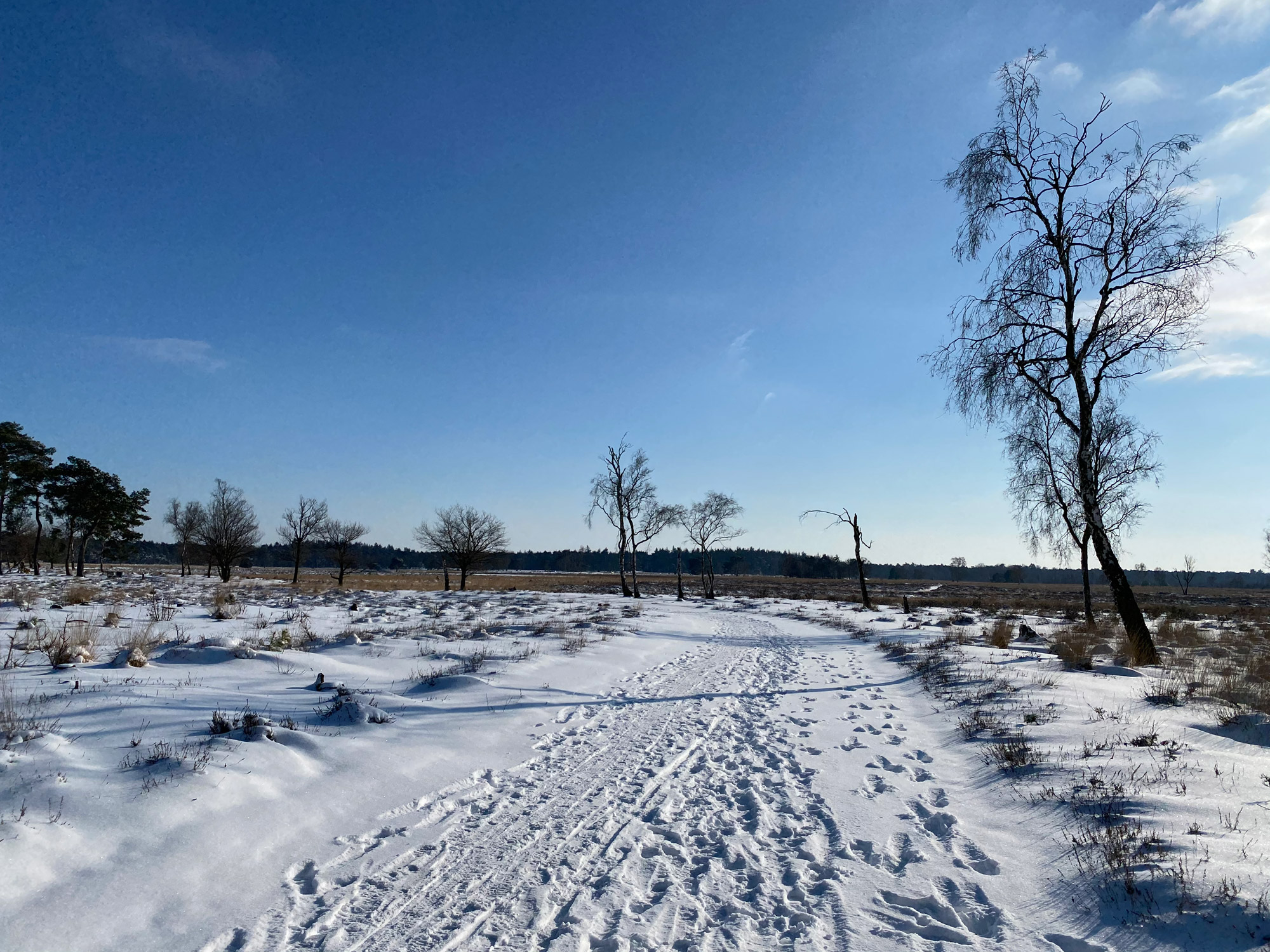 Wandeling: Winterse wandeling over de Strabrechtse Heide in de sneeuw