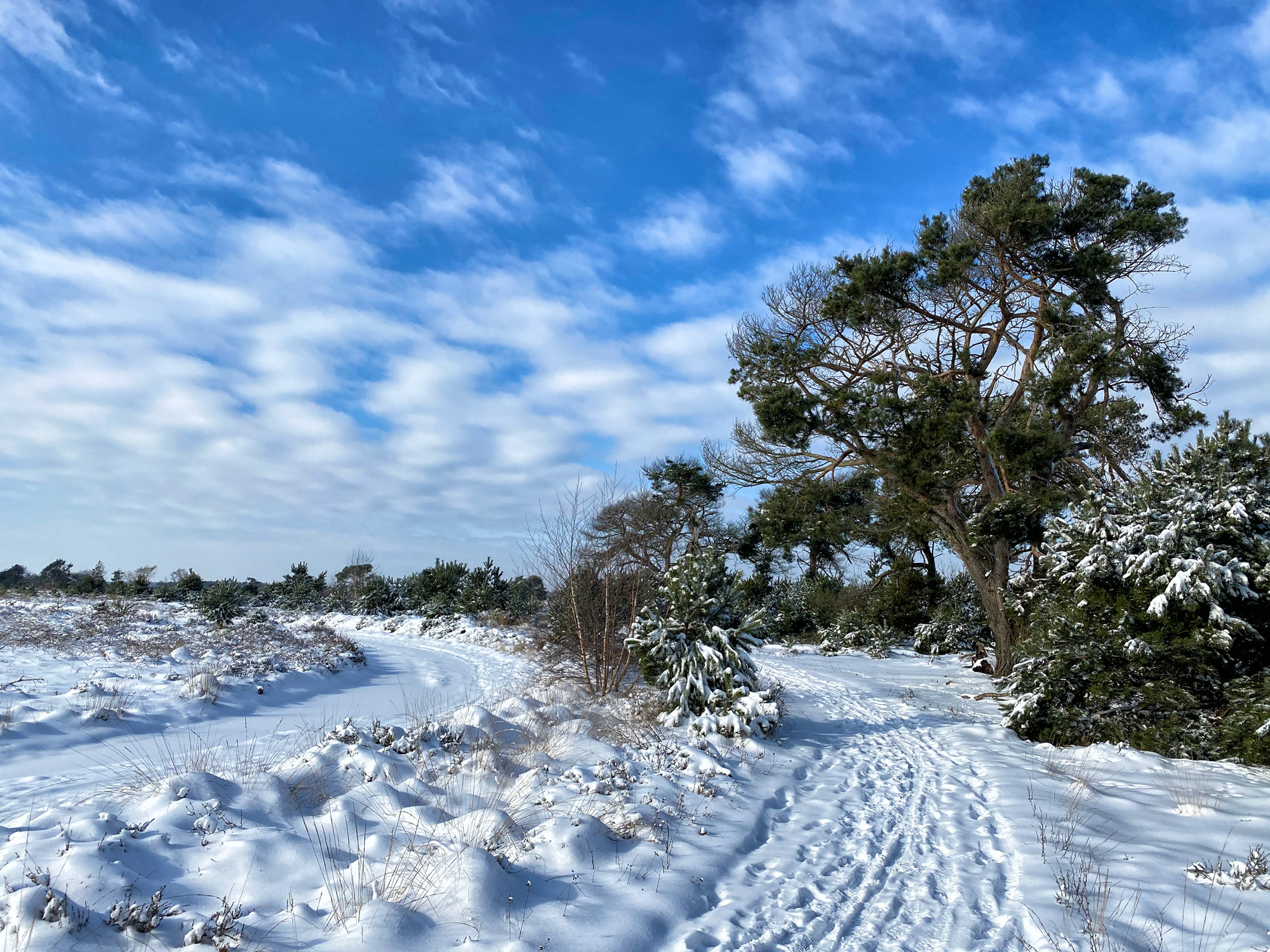 Wandeling: Winterse wandeling over de Strabrechtse Heide in de sneeuw