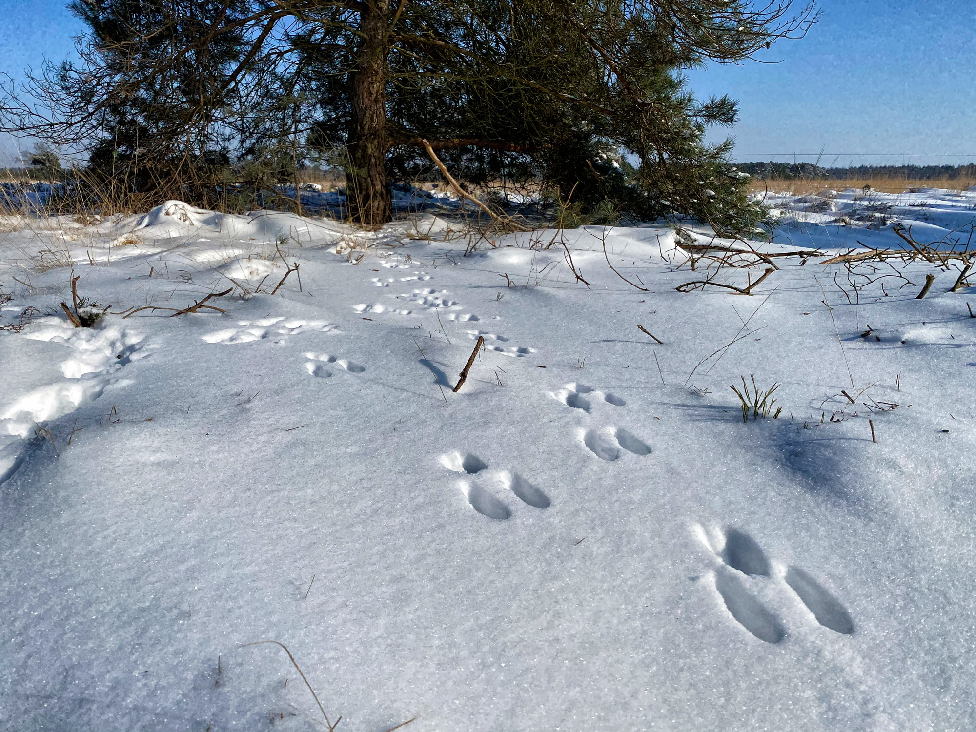 Wandeling: Winterse wandeling over de Strabrechtse Heide in de sneeuw