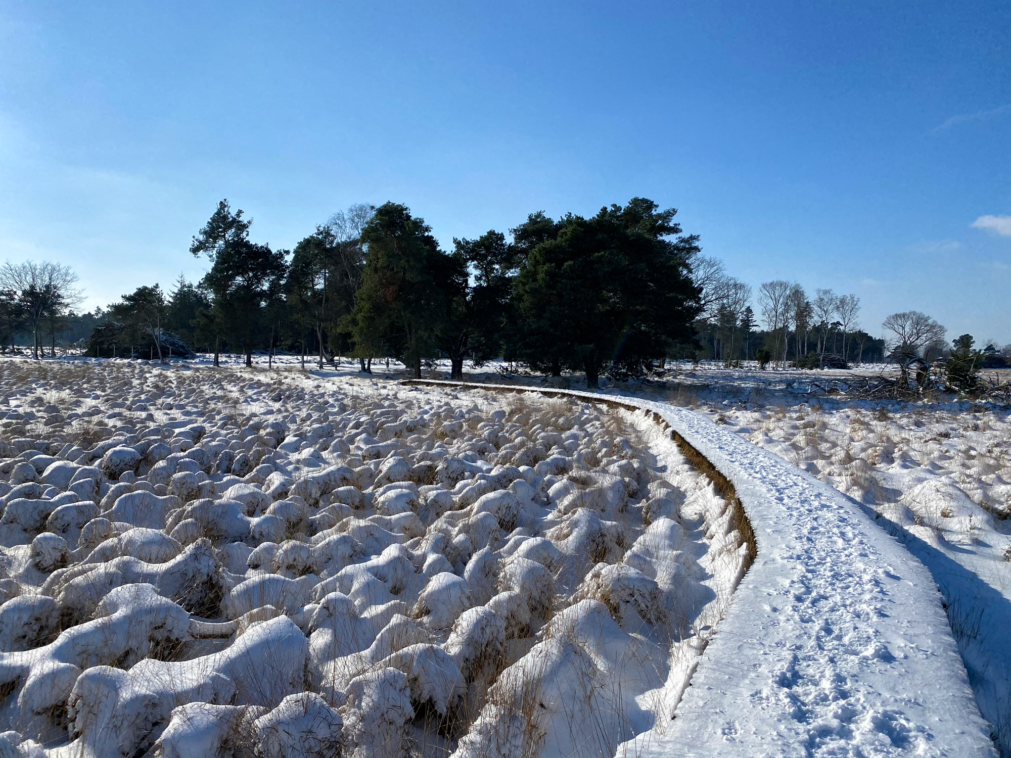 Wandeling: Winterse wandeling over de Strabrechtse Heide in de sneeuw