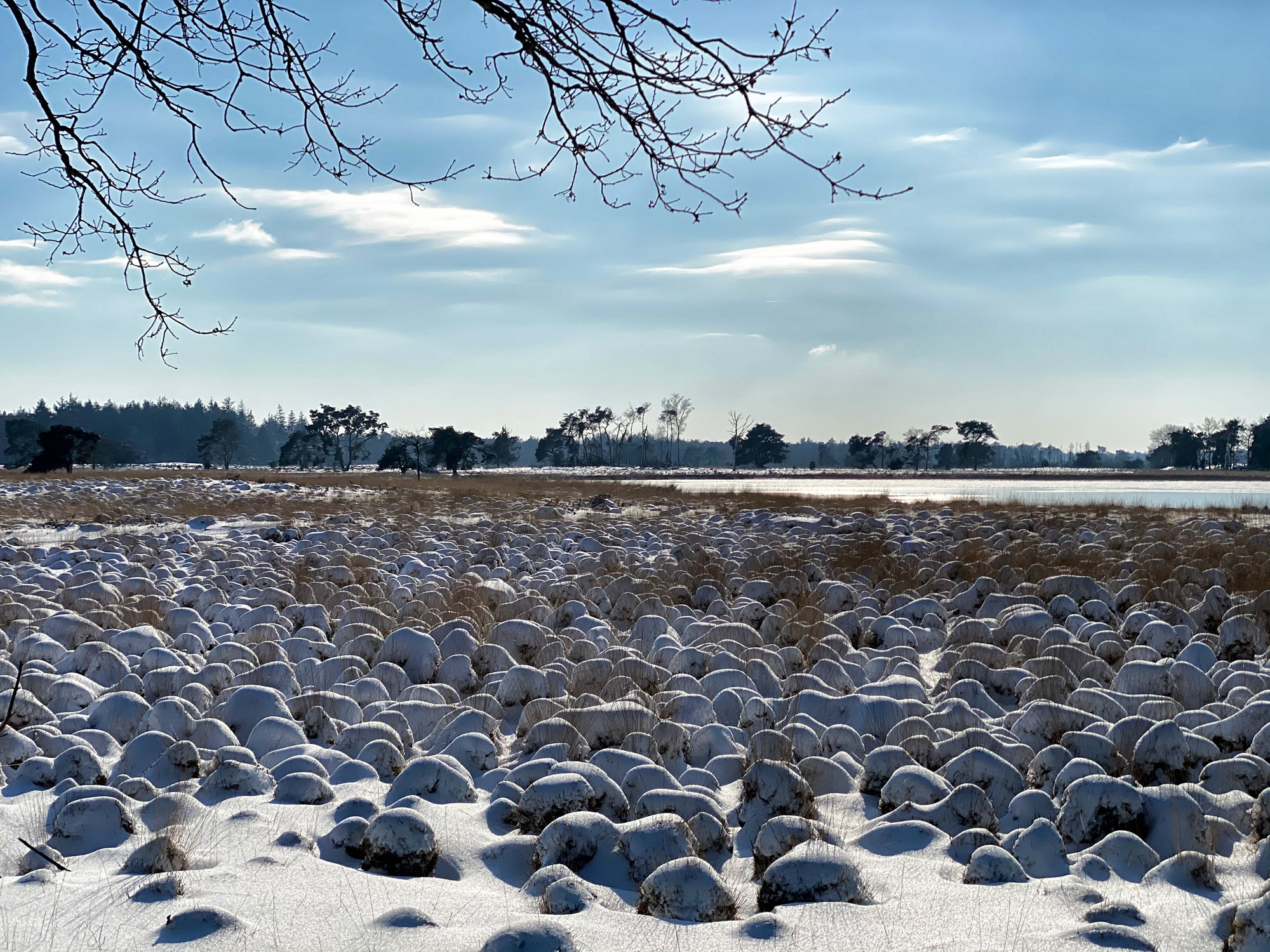 Wandeling: Winterse wandeling over de Strabrechtse Heide in de sneeuw