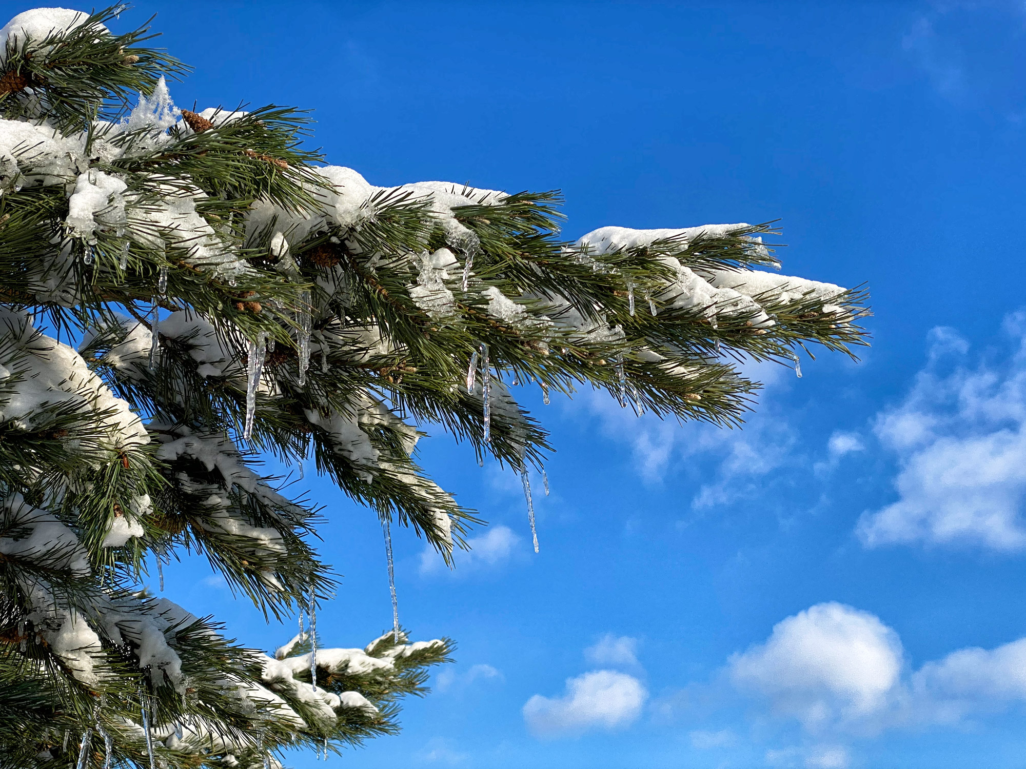 Wandeling: Winterse wandeling over de Strabrechtse Heide in de sneeuw