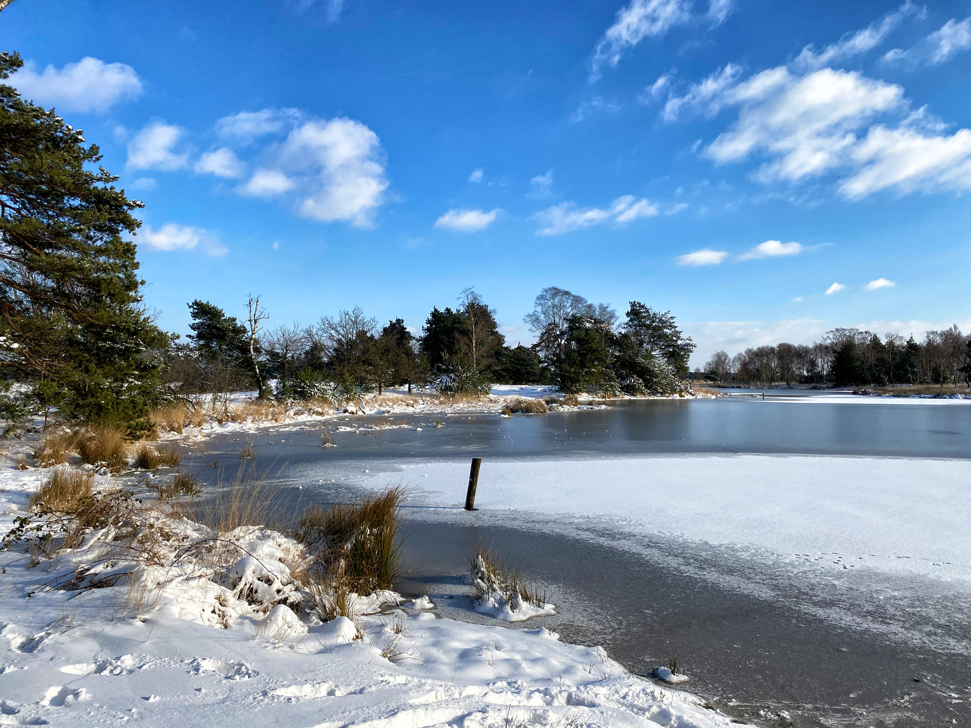 Wandeling: Winterse wandeling over de Strabrechtse Heide in de sneeuw