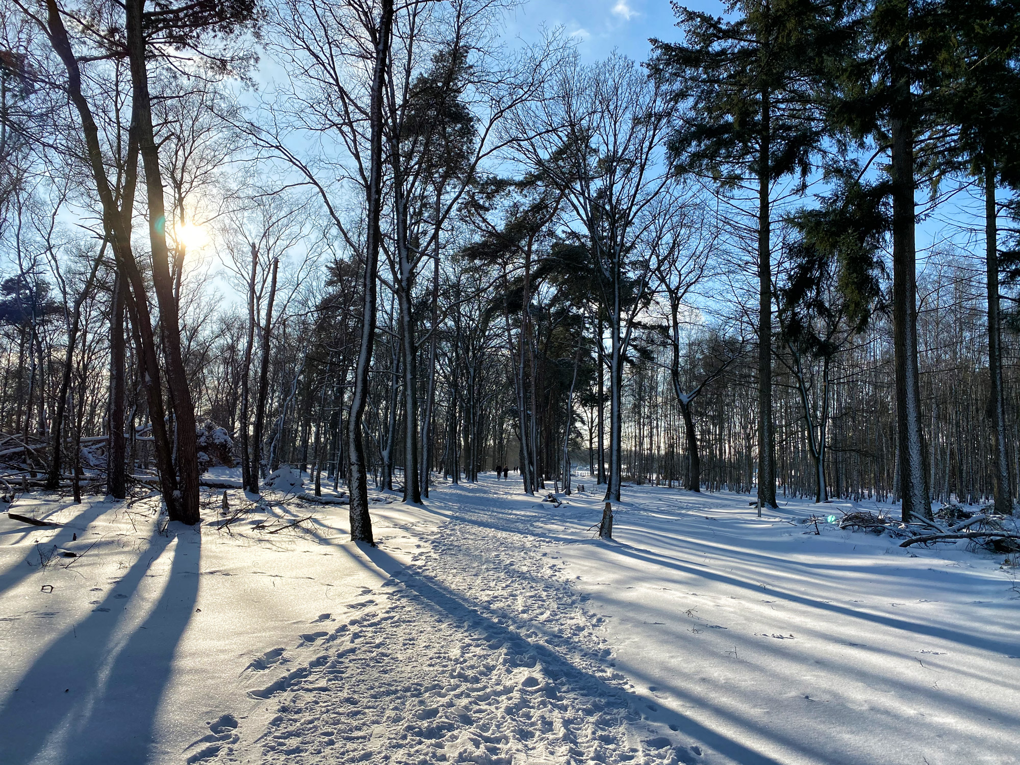 Wandeling: Winterse wandeling over de Strabrechtse Heide in de sneeuw