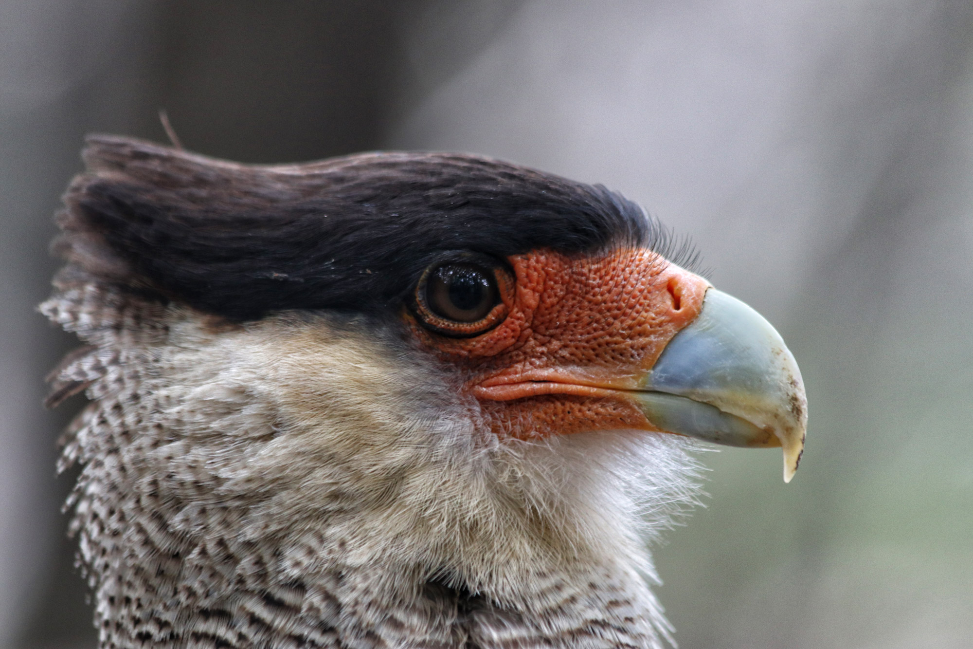 Wildlife in Patagonië - Caracara