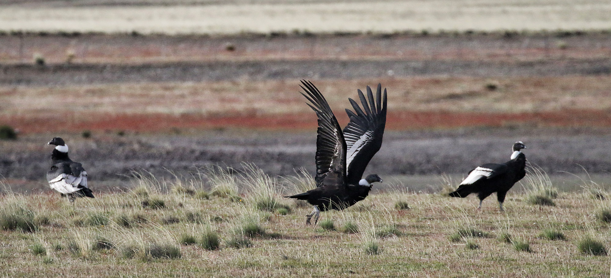 Wildlife in Patagonië - Andescondor