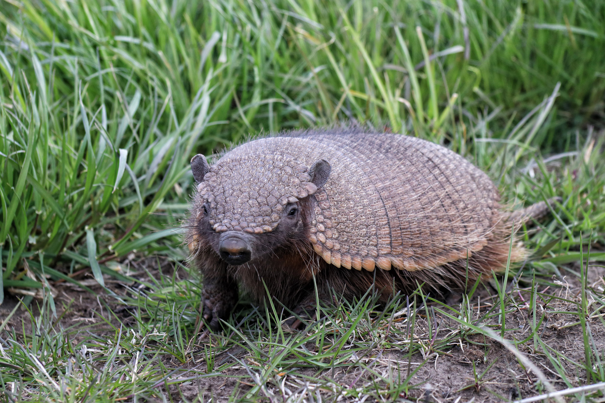 Wildlife in Patagonië - Gordeldier