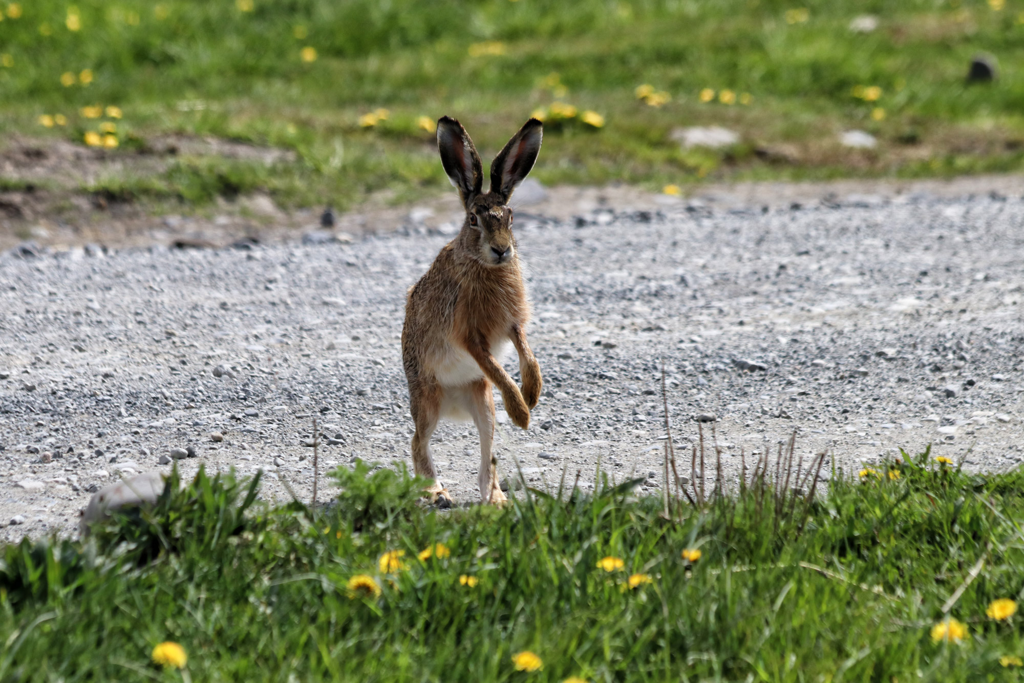 Wildlife in Patagonië - Haas