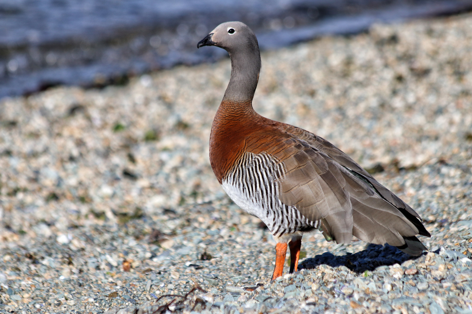 Wildlife in Patagonië - Magelhaengans