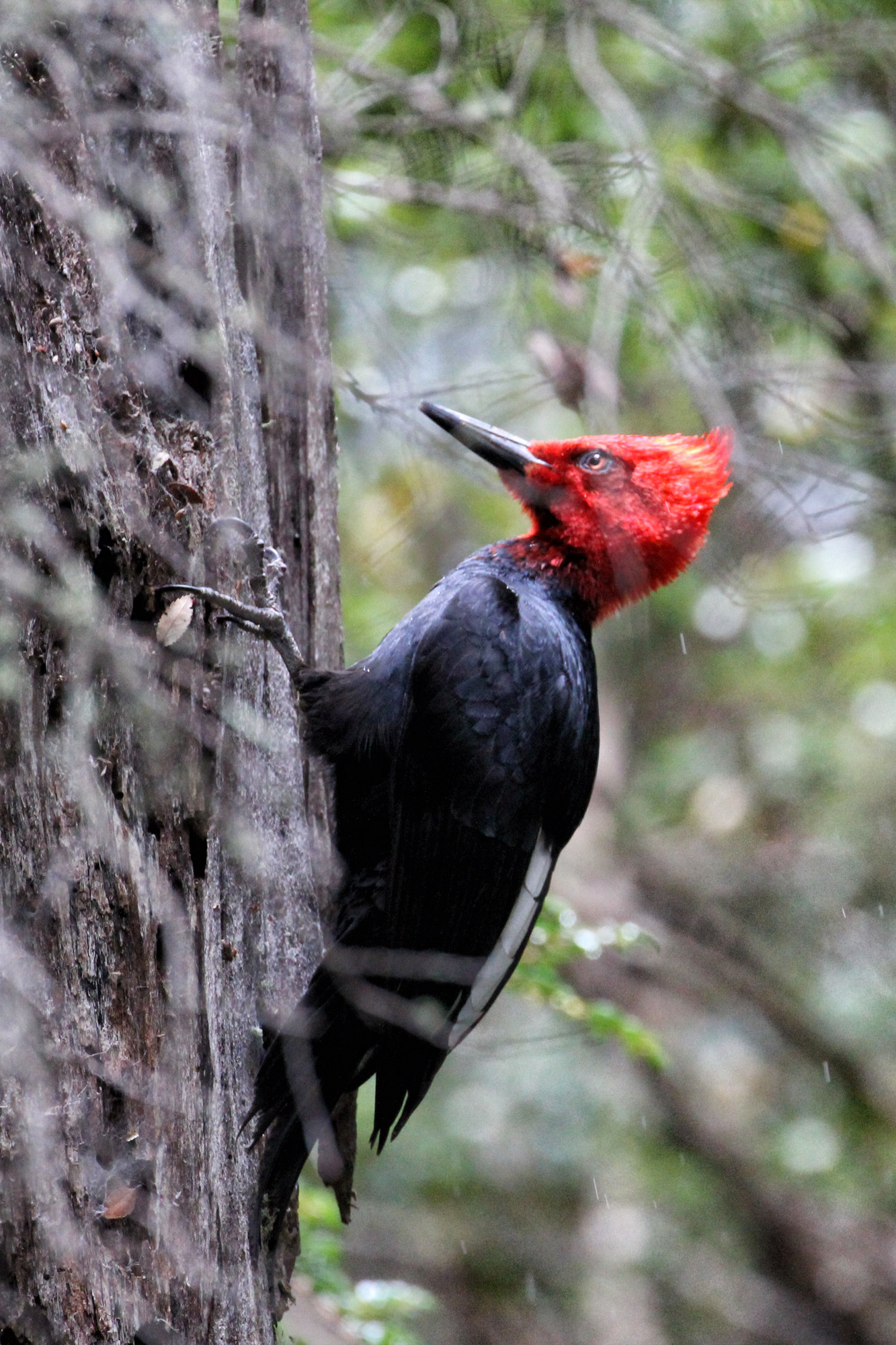 Wildlife in Patagonië - Magelhaenspecht