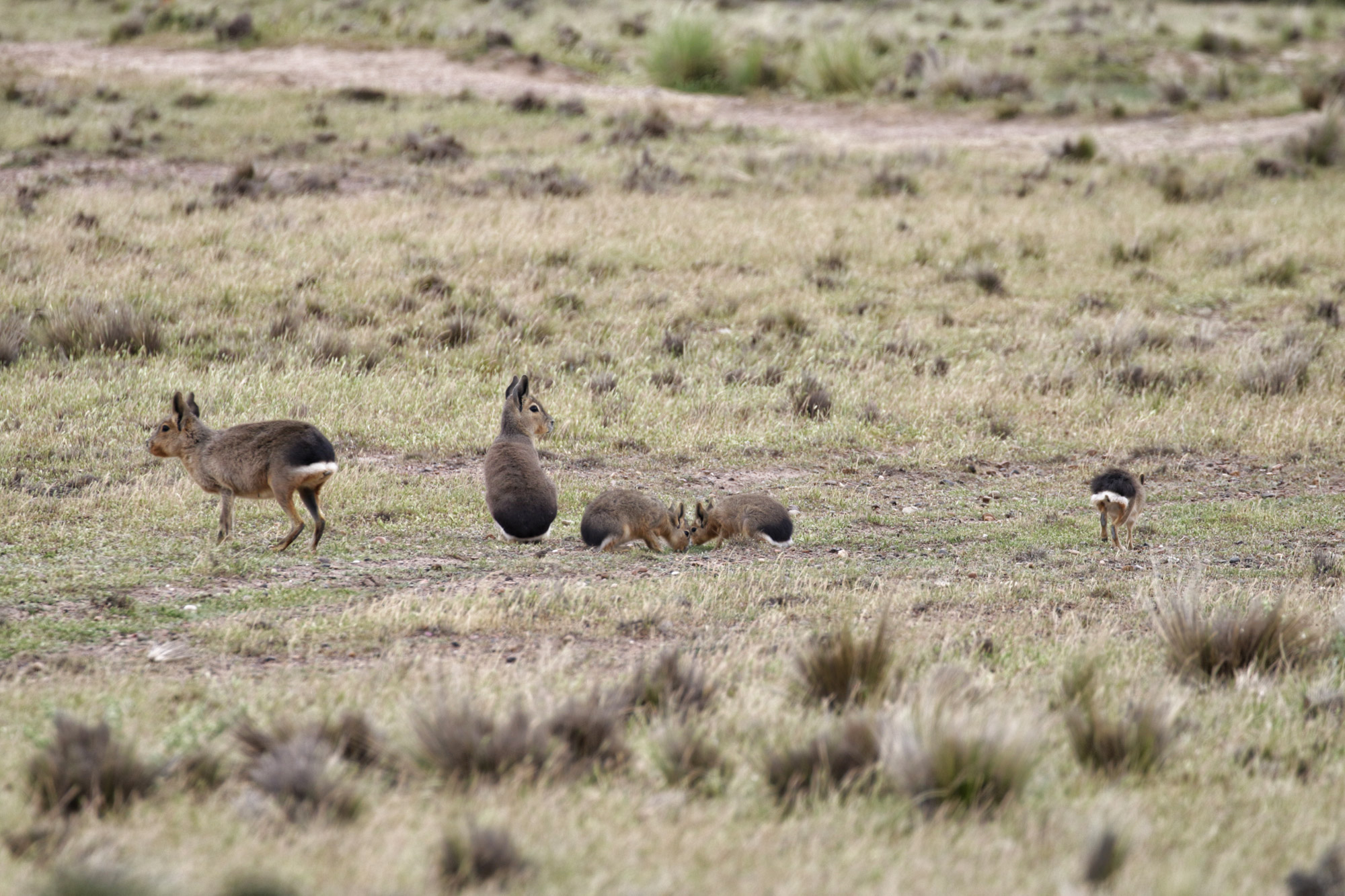 Wildlife in Patagonië - Mara