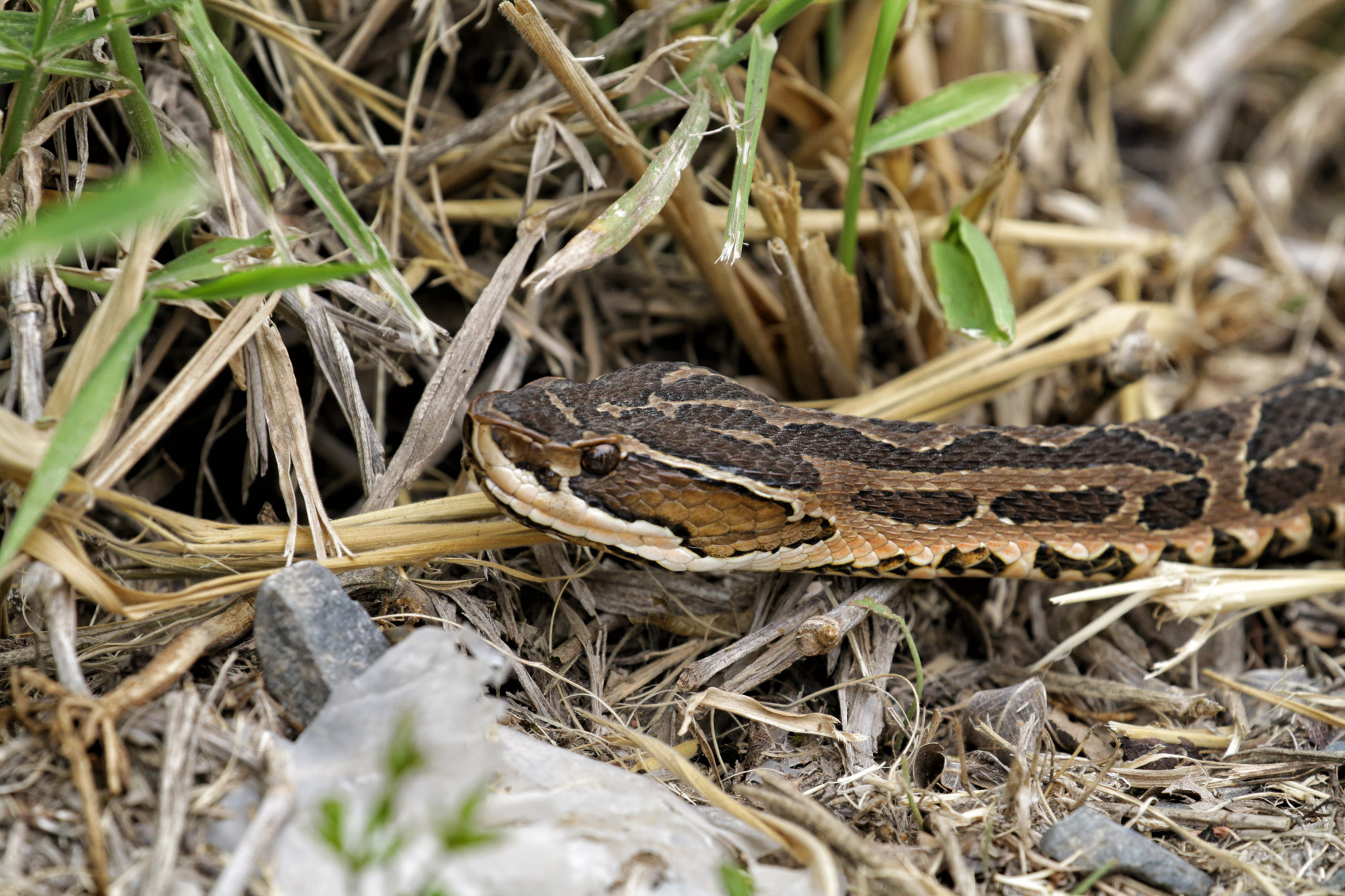 Wildlife in Patagonië - Slang