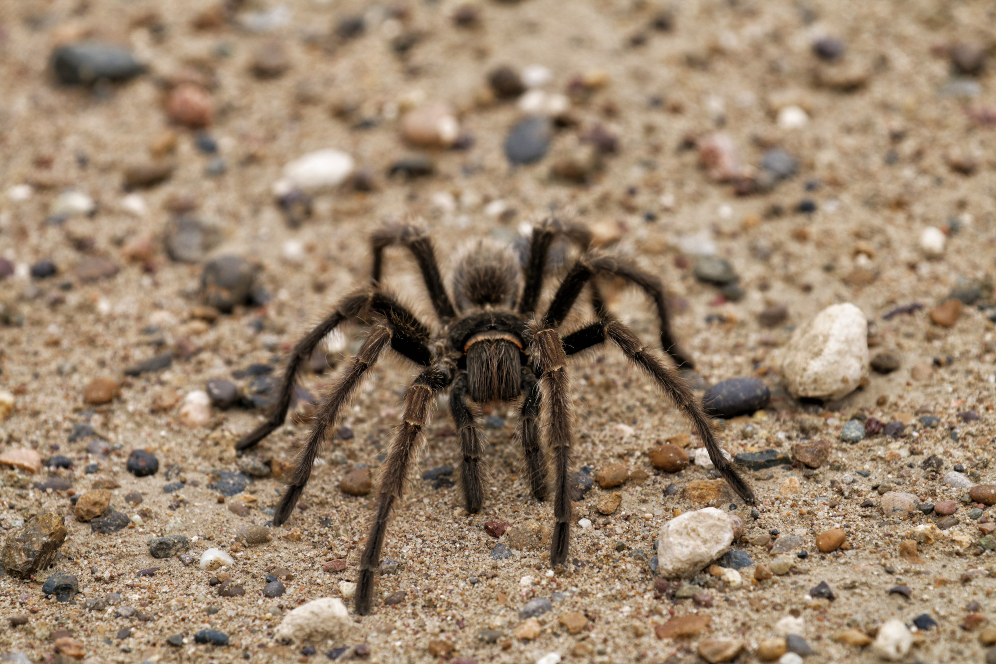 Wildlife in Patagonië - Spin