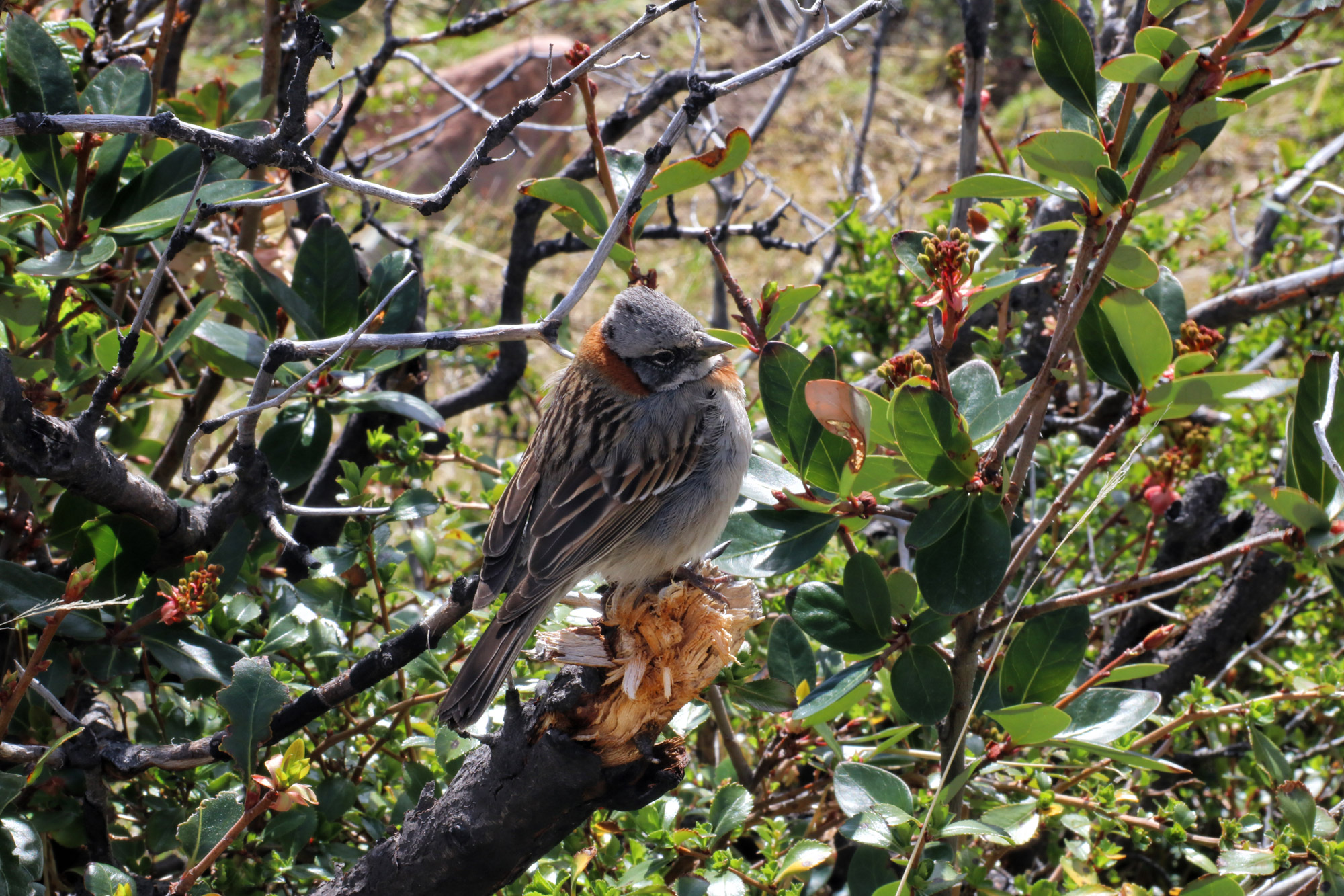 Wildlife in Patagonië - Vogel