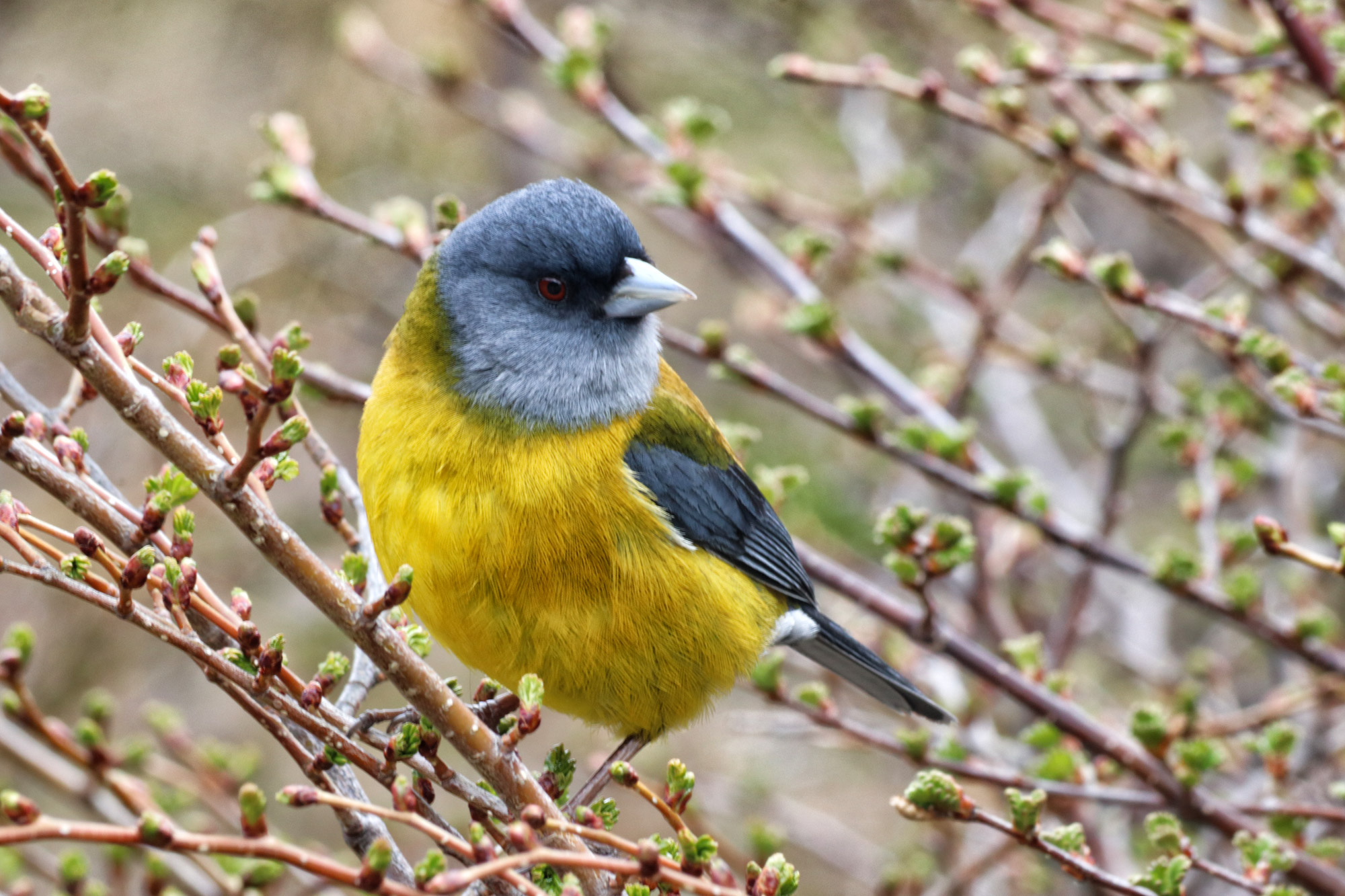 Wildlife in Patagonië - Vogel