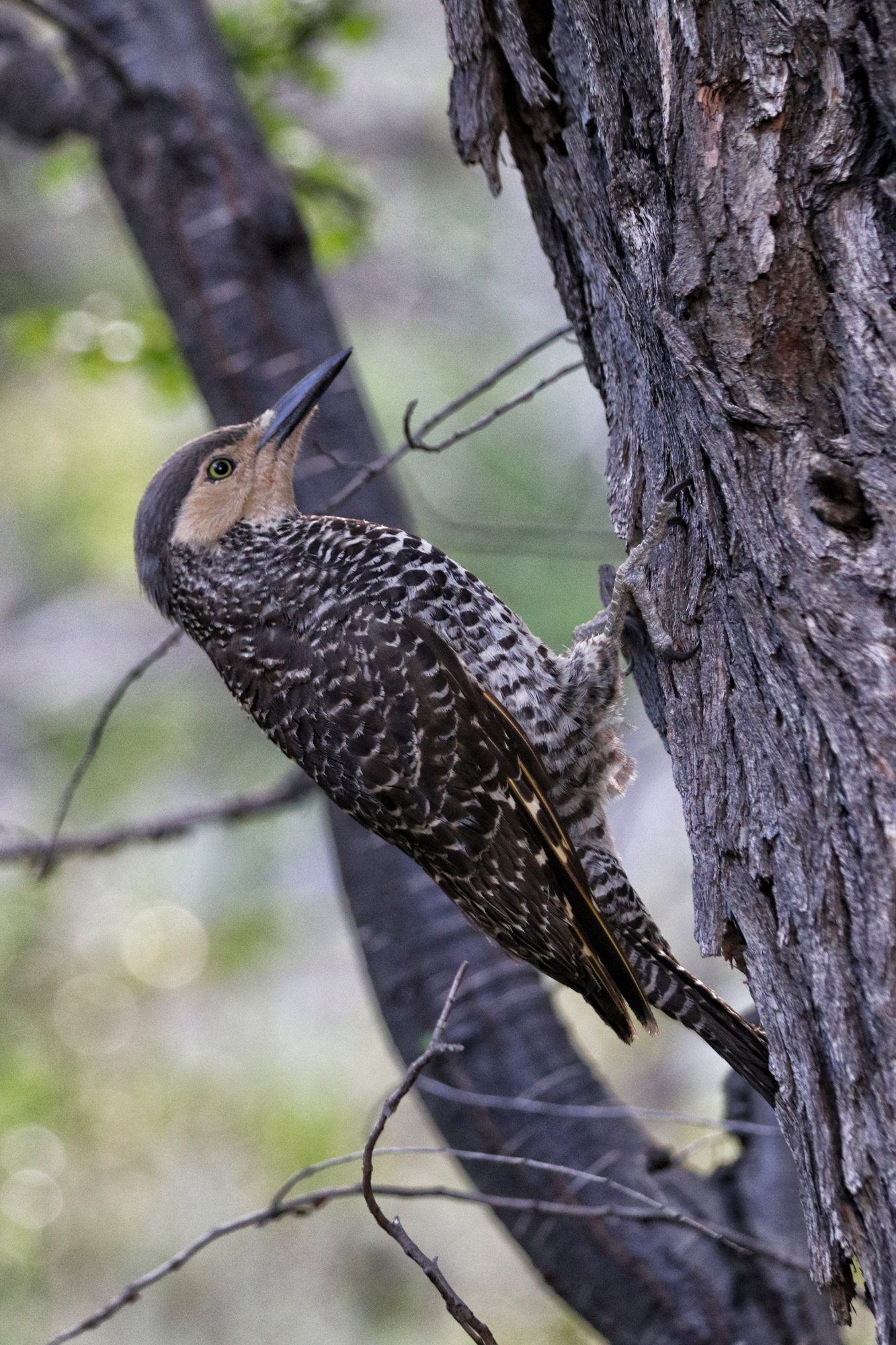 Wildlife in Patagonië - Vogel