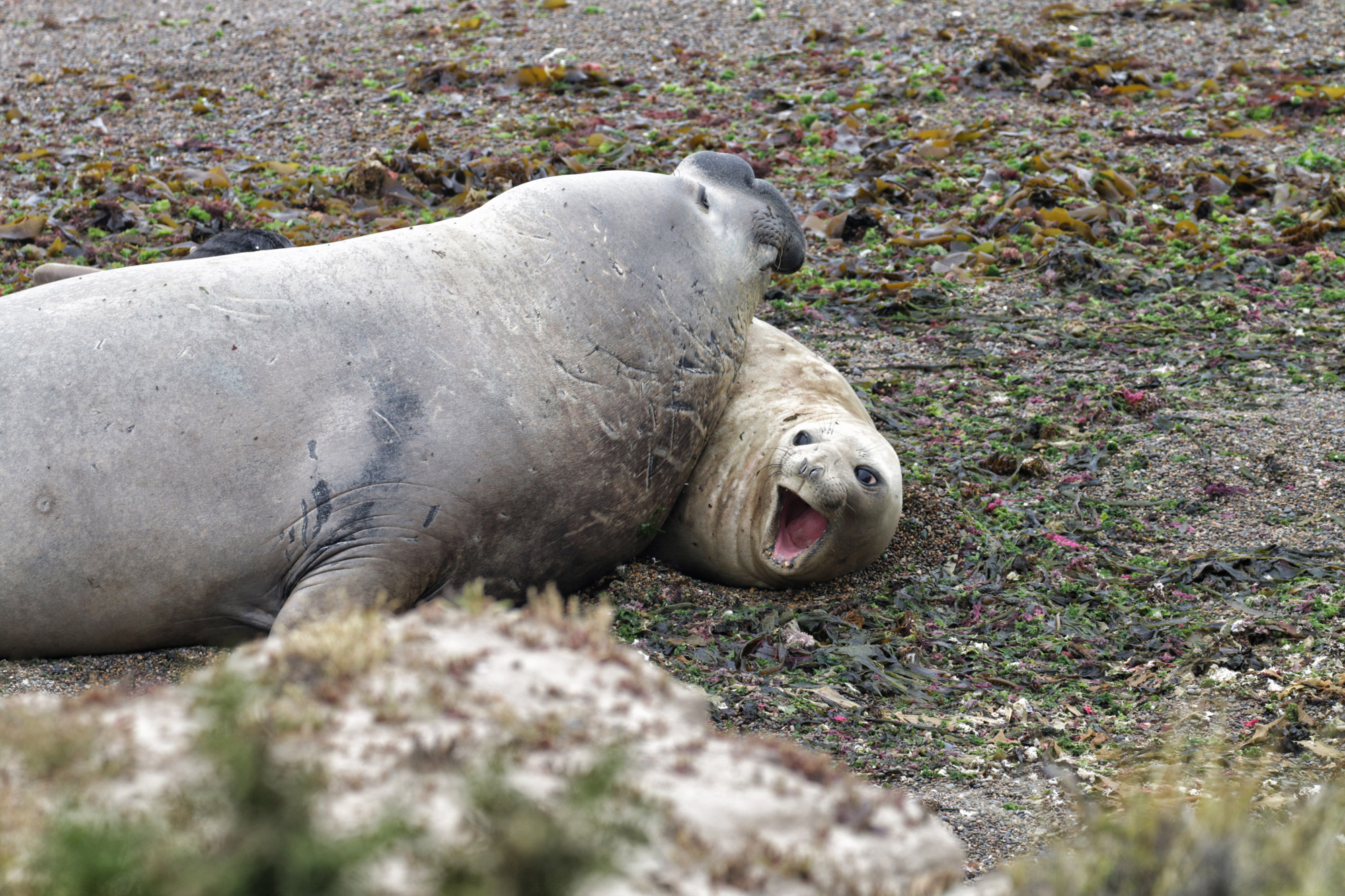 Wildlife in Patagonië - Zuidelijke zeeolifant