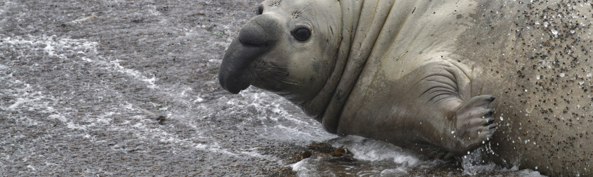 Wildlife in Patagonië - Zuidelijke zeeolifant