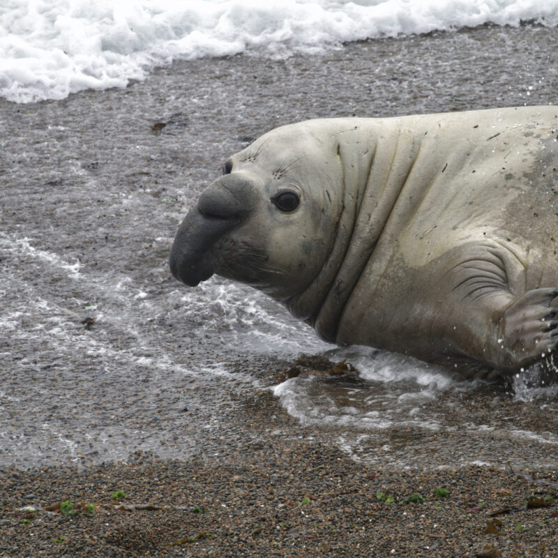 Wildlife in Patagonië
