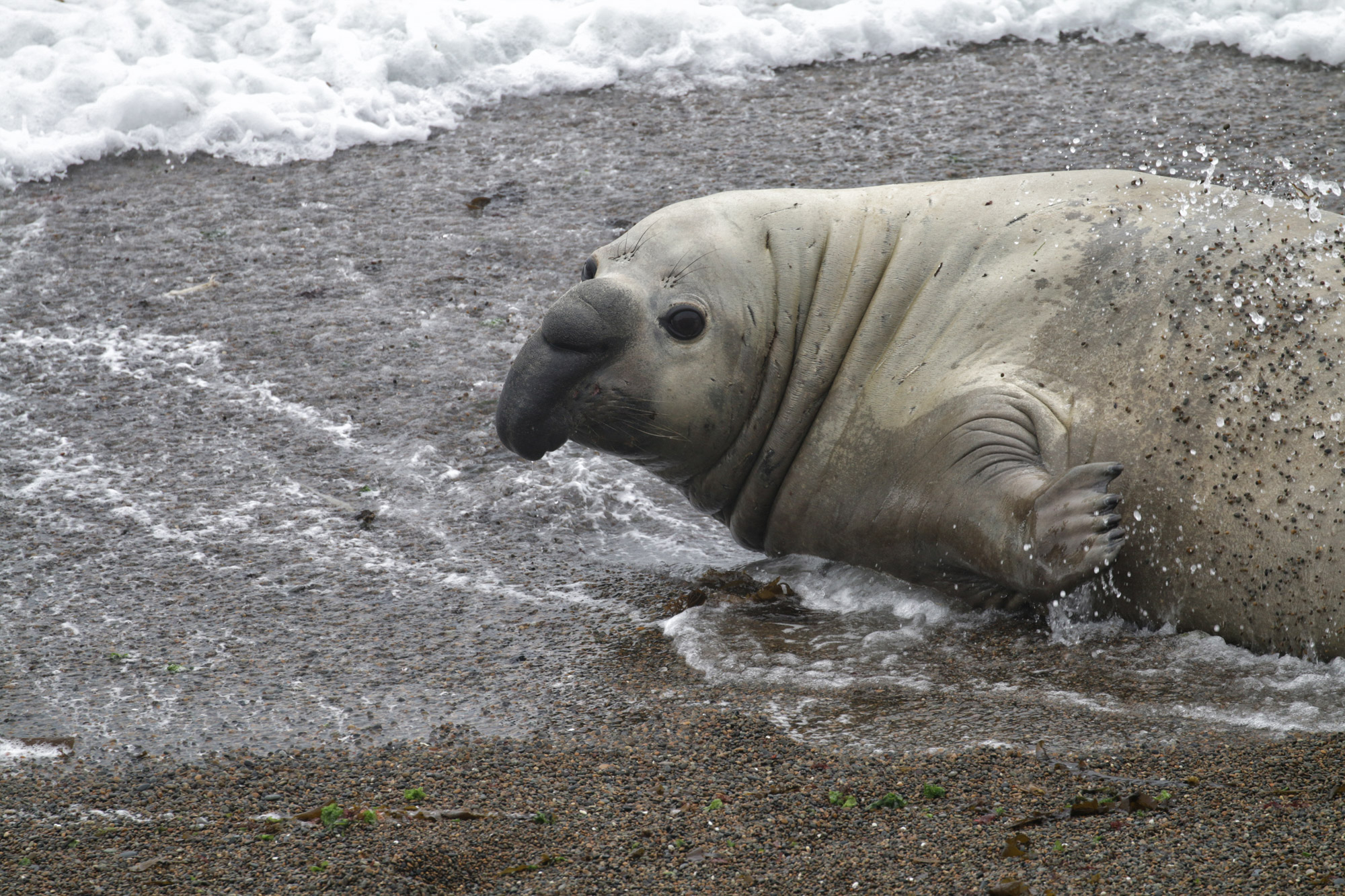 Wildlife in Patagonië - Zuidelijke zeeolifant
