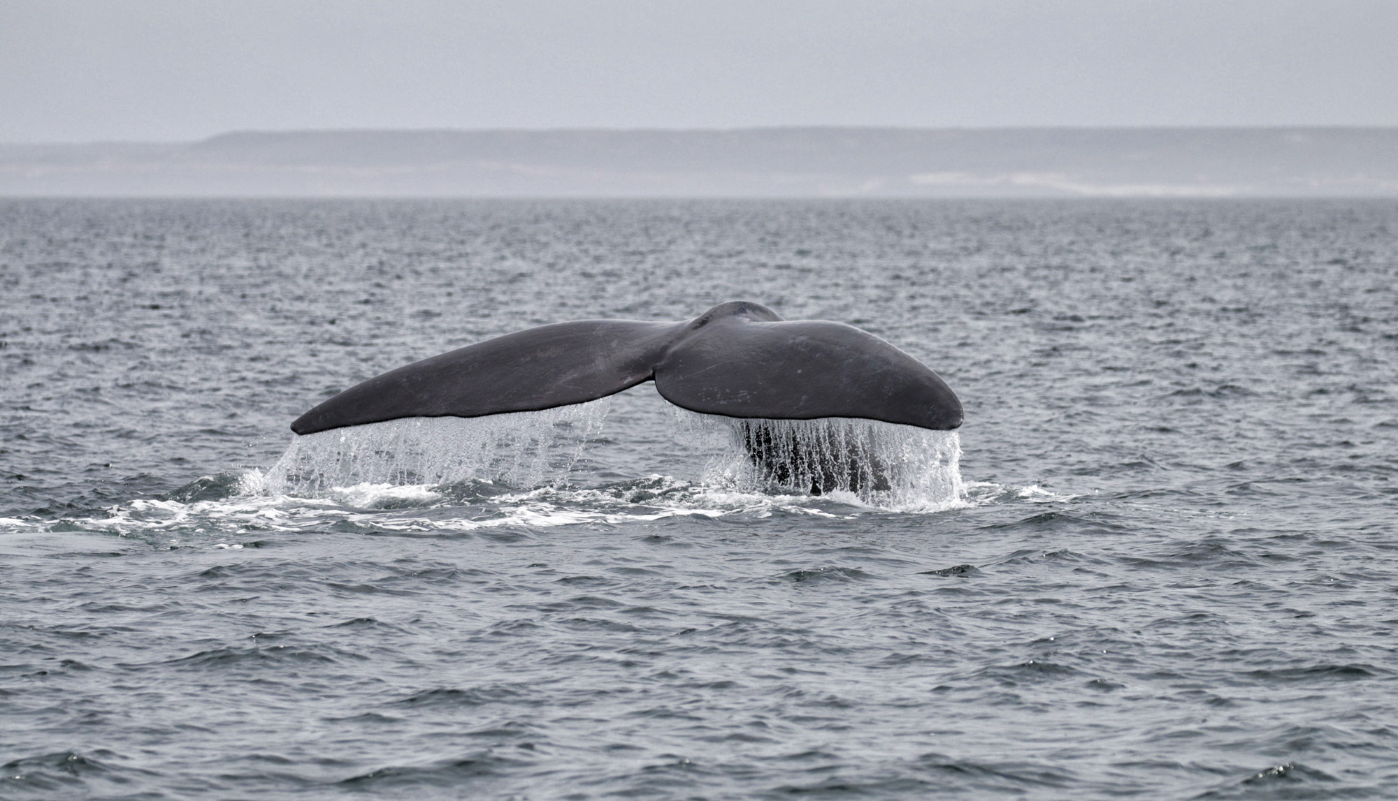 Wildlife in Patagonië - Zuidkaper