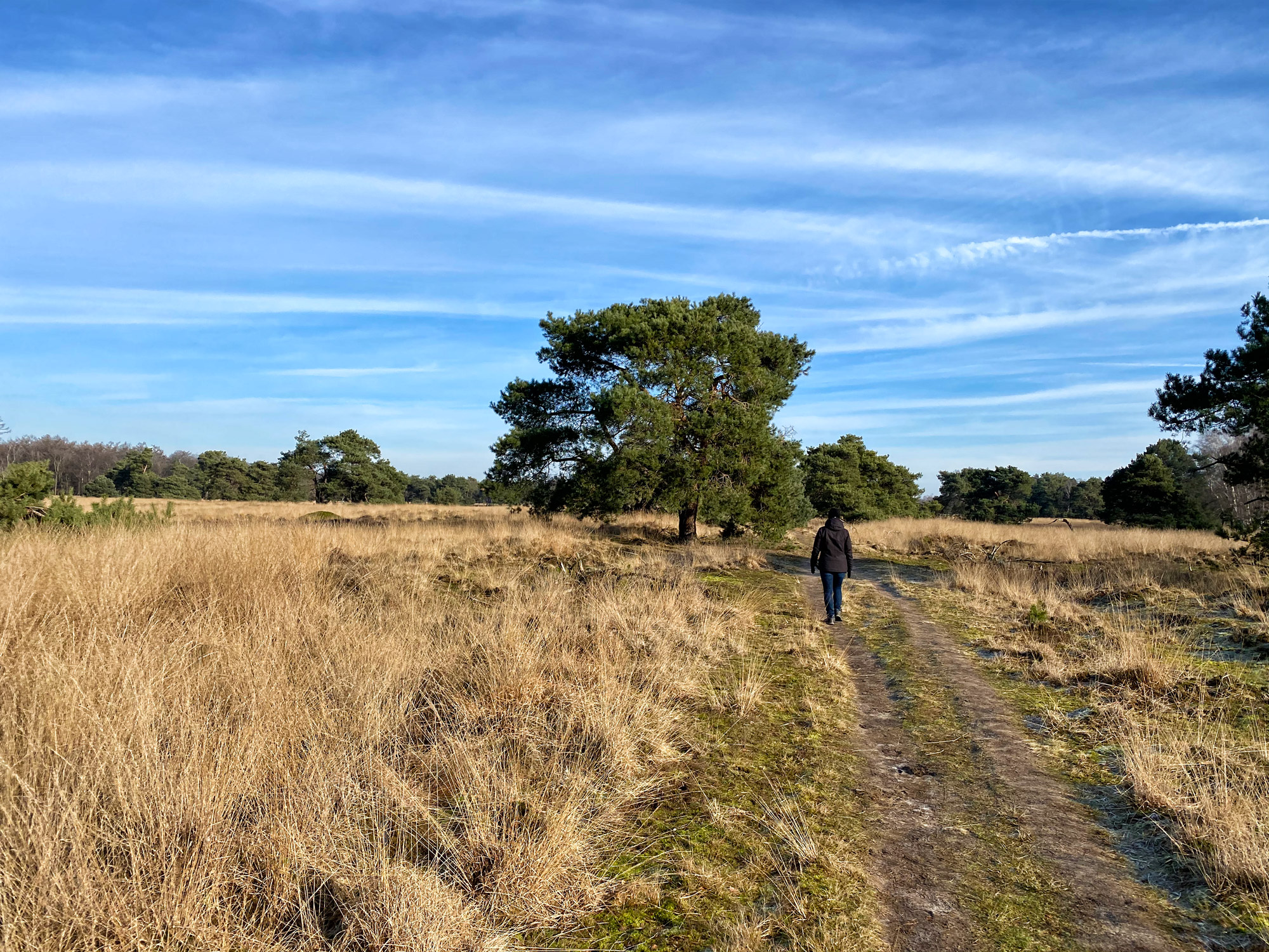 Wandelen in Noord-Brabant: De Stippelberg