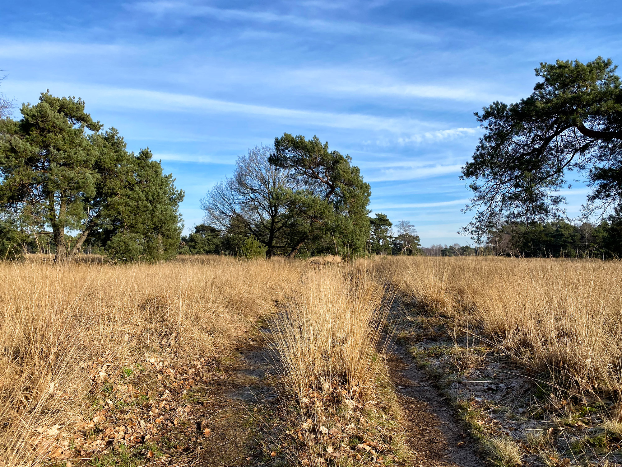 Wandelen in Noord-Brabant: De Stippelberg