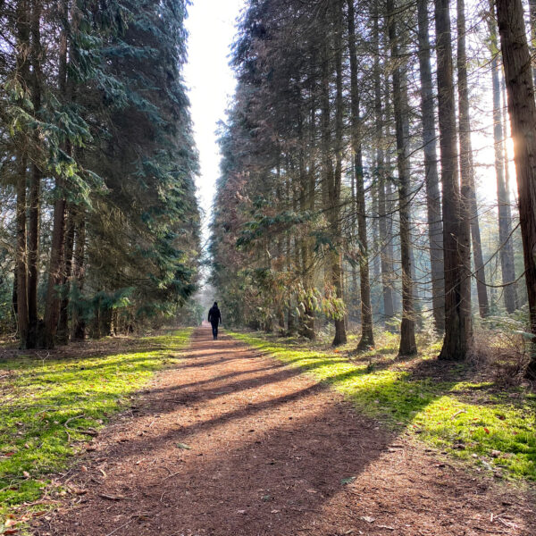 Wandelen in Noord-Brabant: De Stippelberg