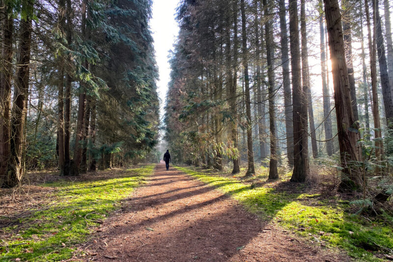 Wandelen in Noord-Brabant: De Stippelberg