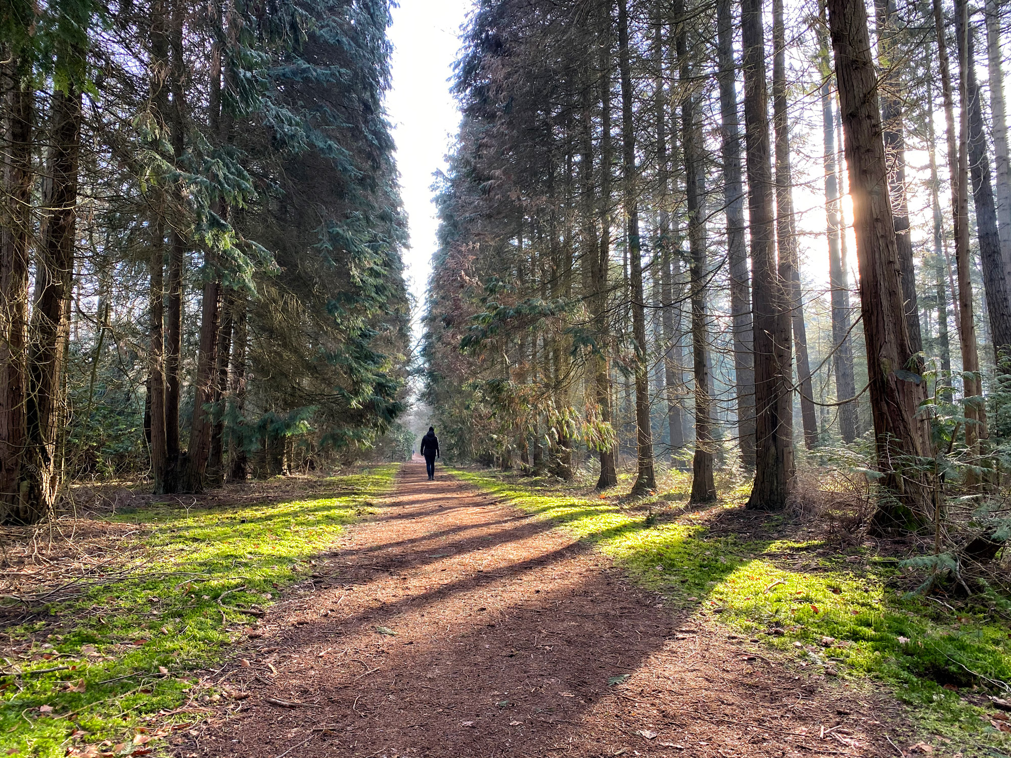 Wandelen in Noord-Brabant: De Stippelberg