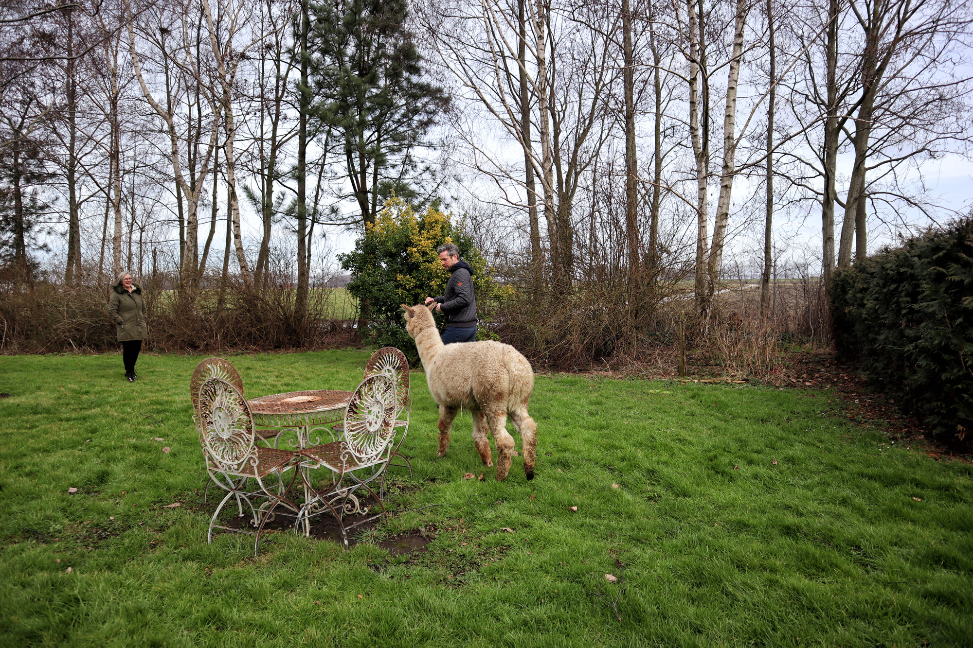 Wandelen met Alpaca's in Zaamslag