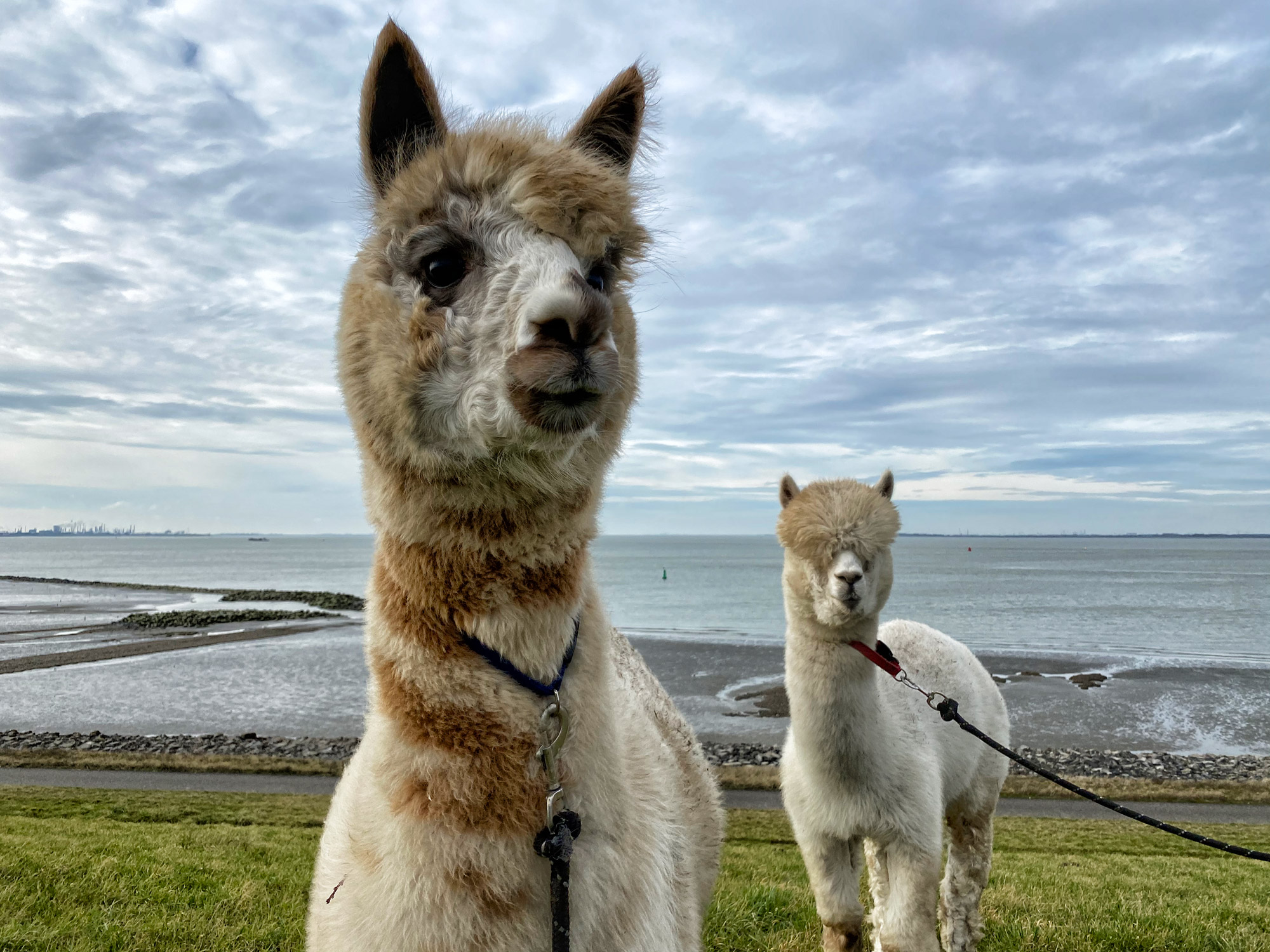 Wandelen met Alpaca's in Zaamslag