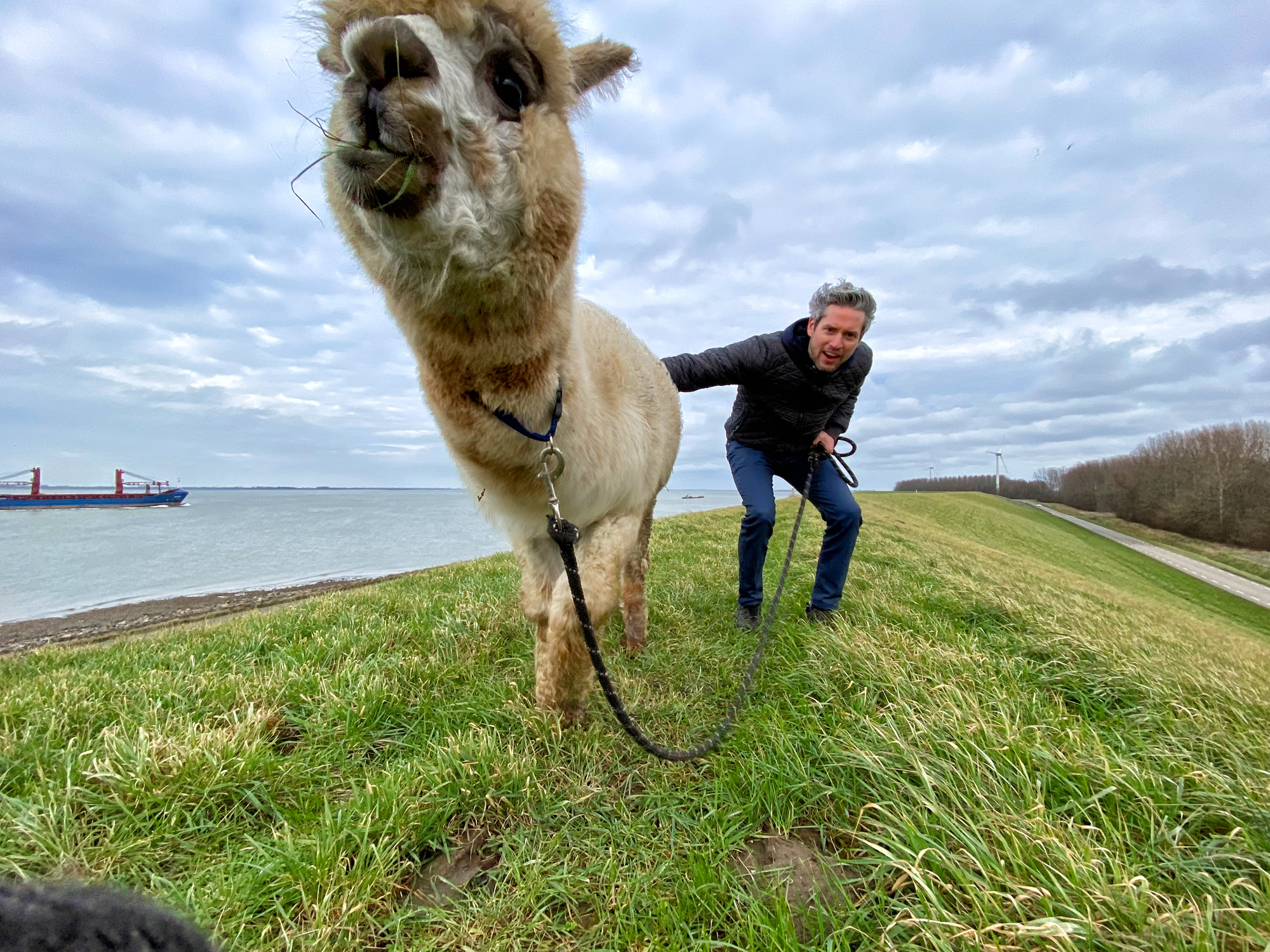 Wandelen met Alpaca's in Zaamslag