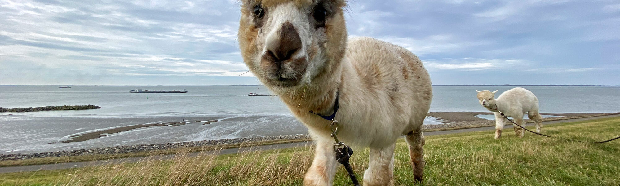 Wandelen met Alpaca's in Zaamslag