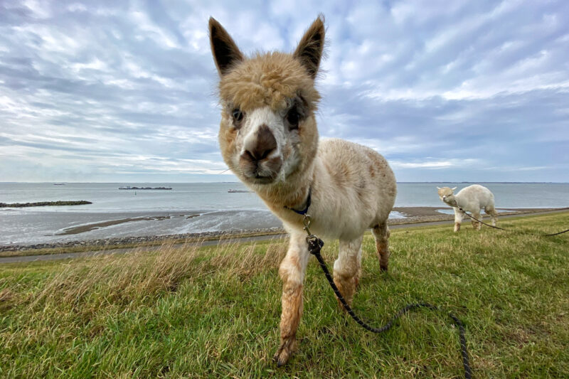 Wandelen met Alpaca's in Zaamslag