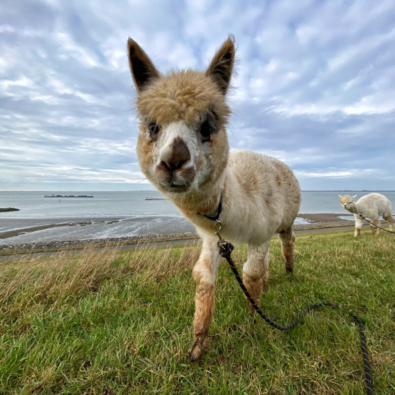 Wandelen met Alpaca's in Zaamslag