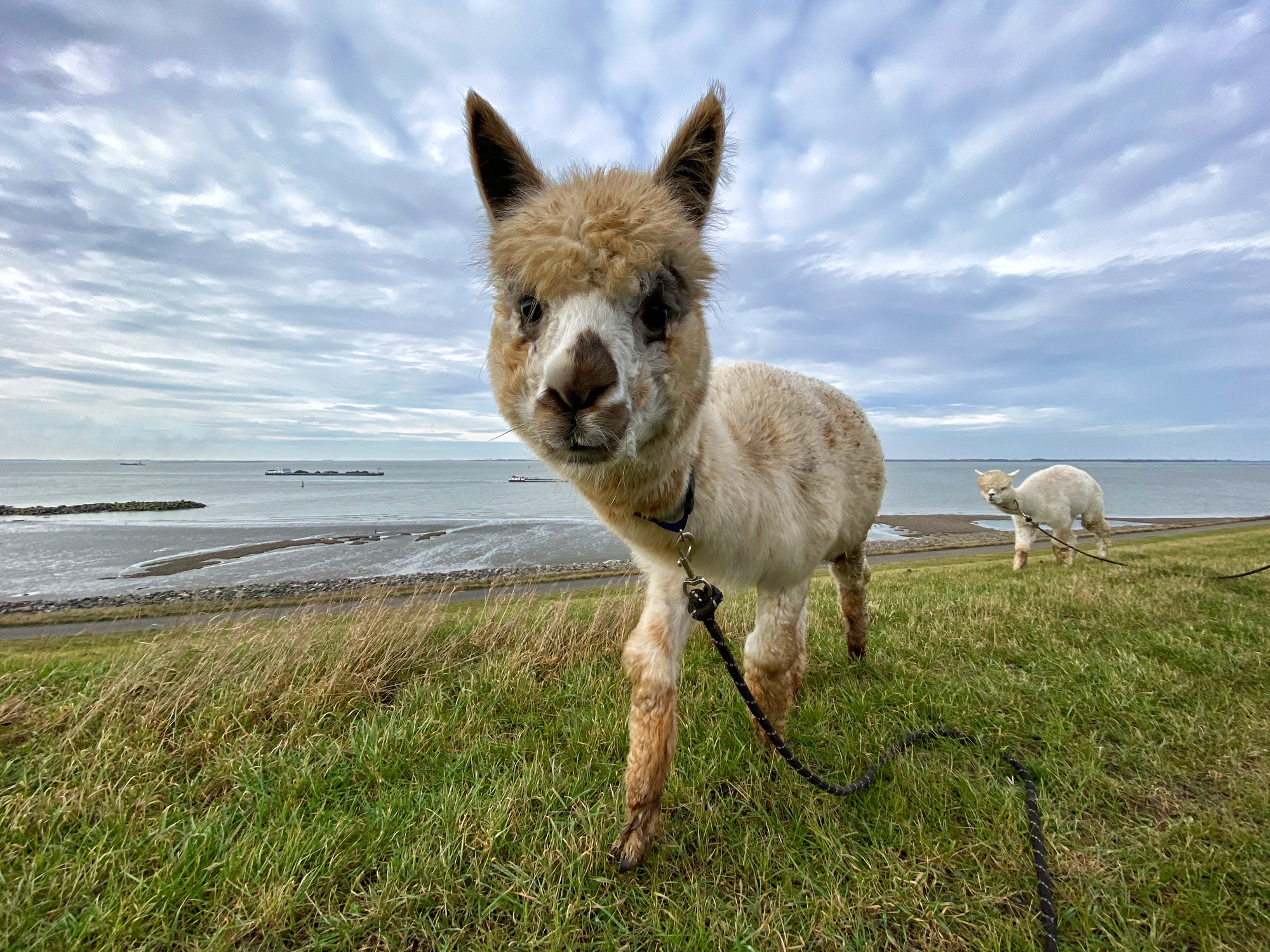 Wandelen met Alpaca's in Zaamslag