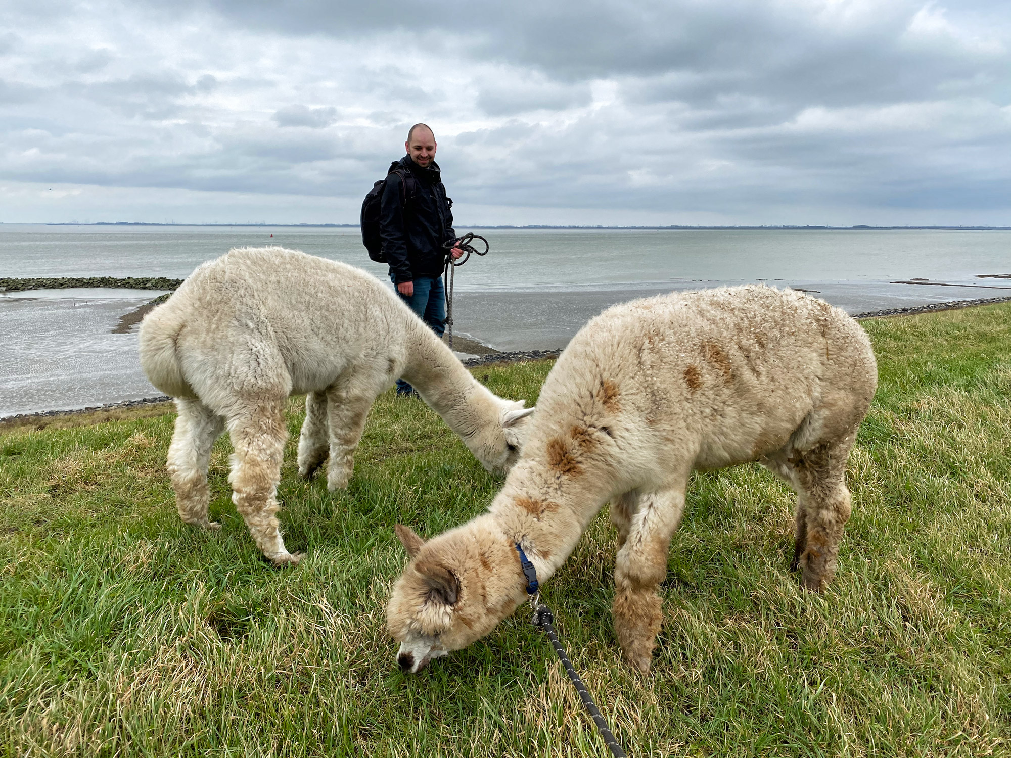 Wandelen met Alpaca's in Zaamslag