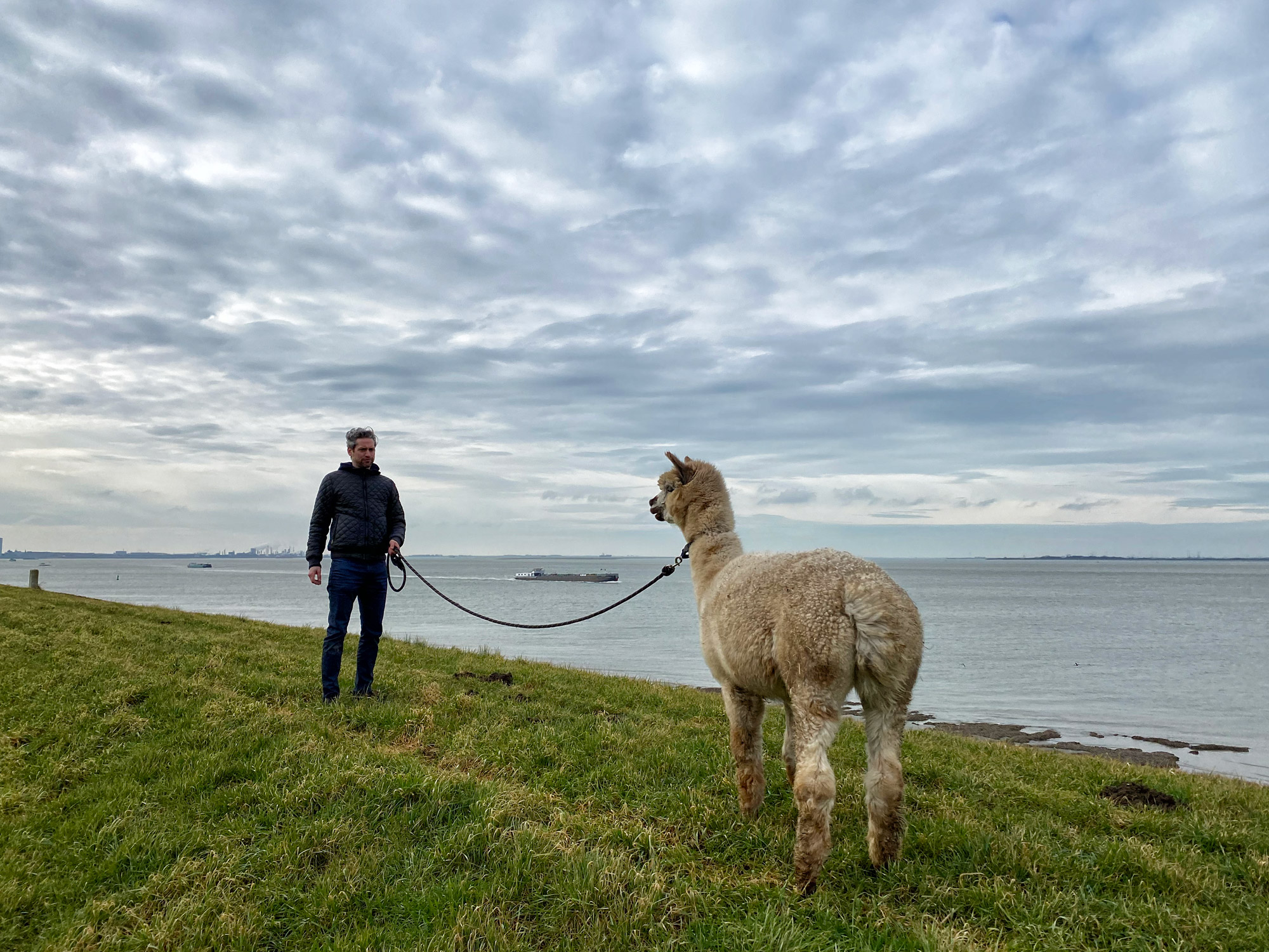 Wandelen met Alpaca's in Zaamslag