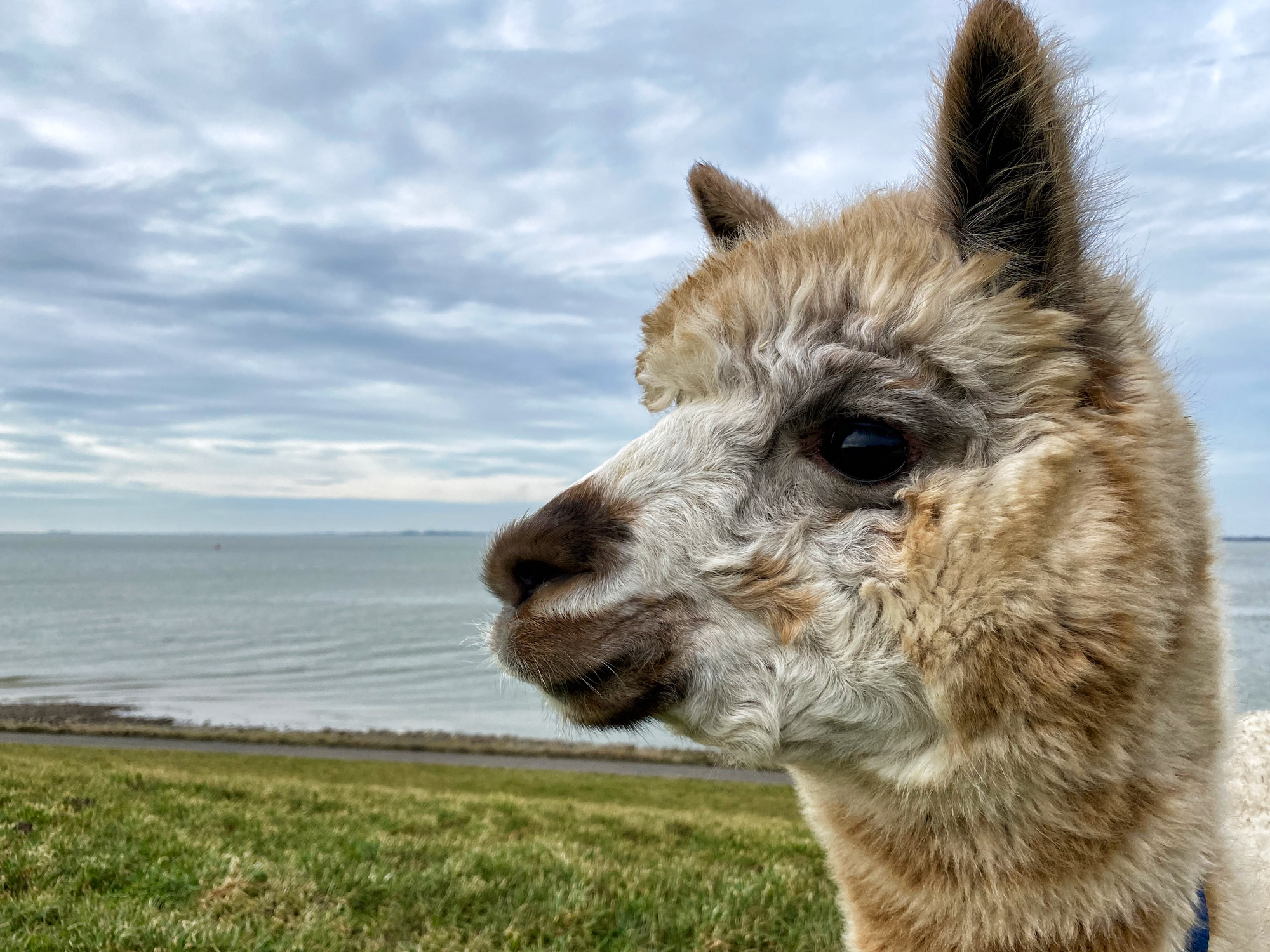 Wandelen met Alpaca's in Zaamslag