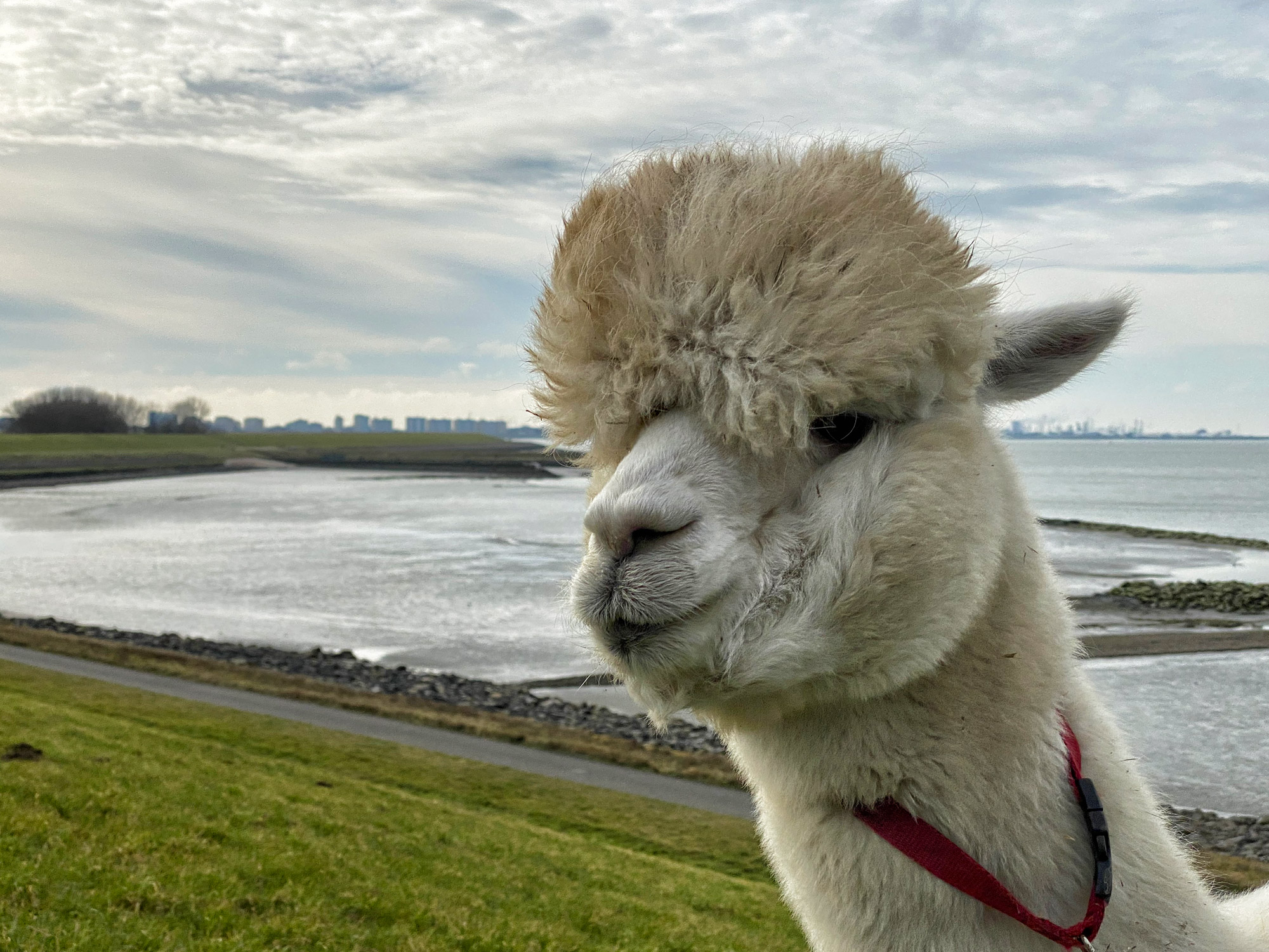 Wandelen met Alpaca's in Zaamslag