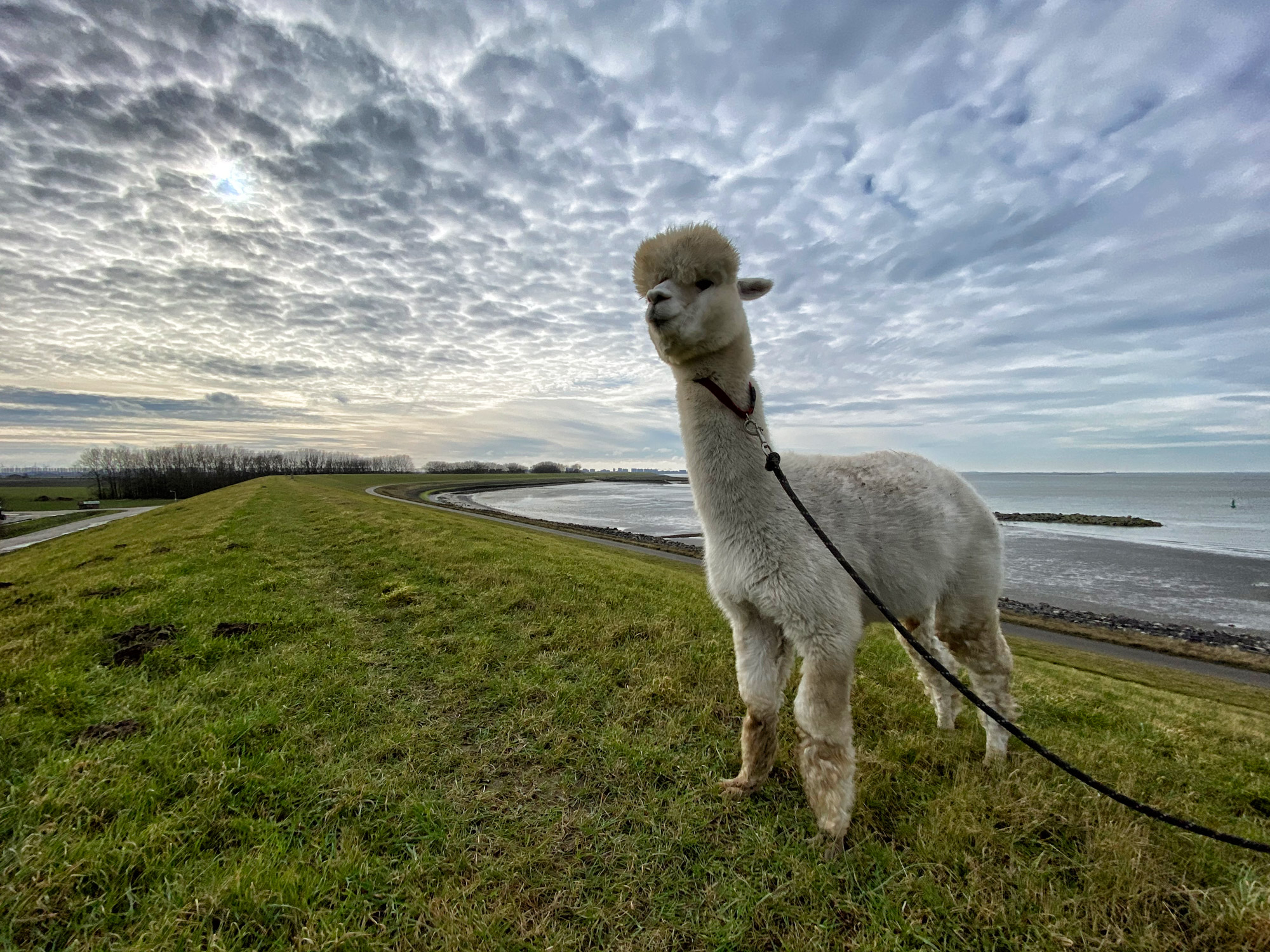 Wandelen met Alpaca's in Zaamslag