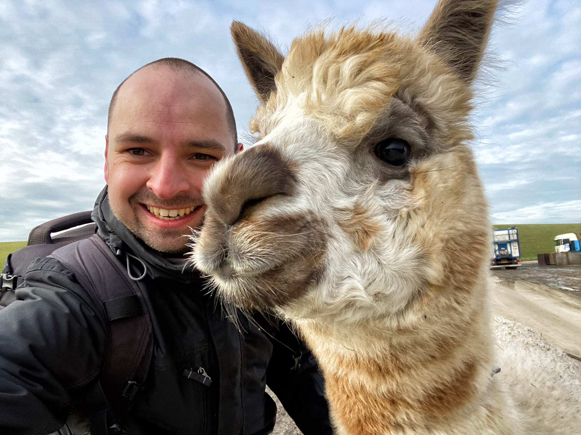 Wandelen met Alpaca's in Zaamslag