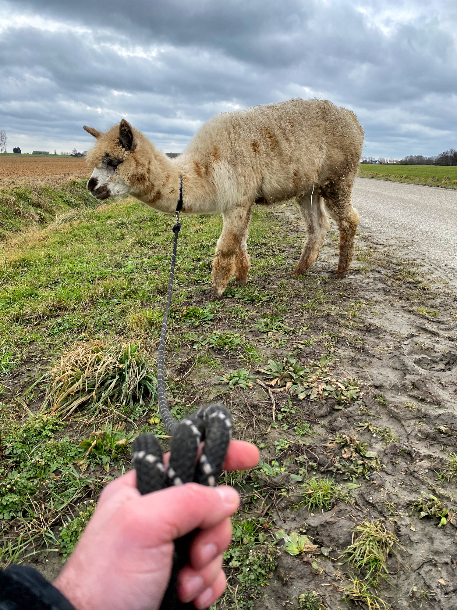 Wandelen met Alpaca's in Zaamslag