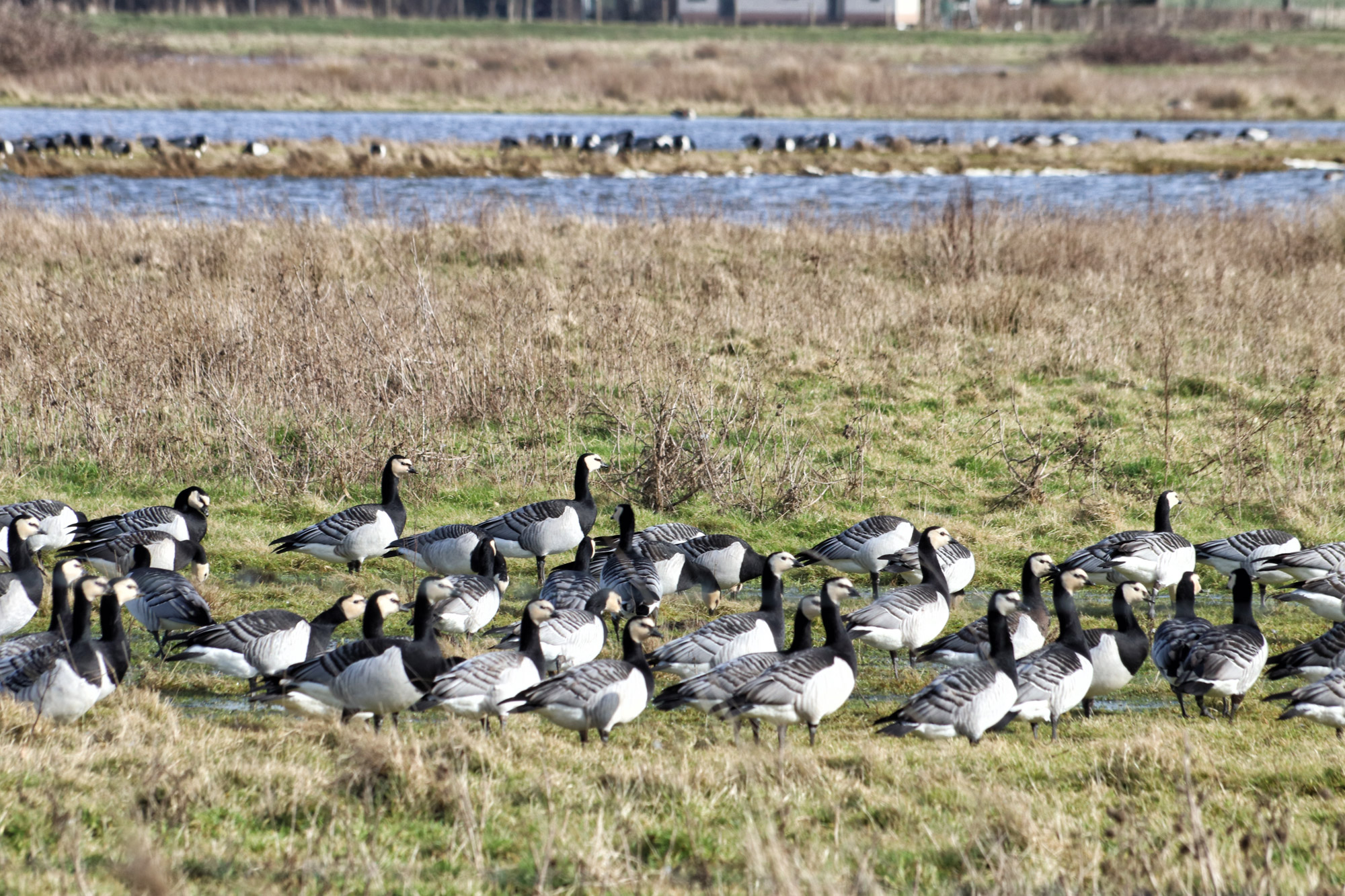 Wandelen in Zeeland - Rondje Sint-Maartensdijk