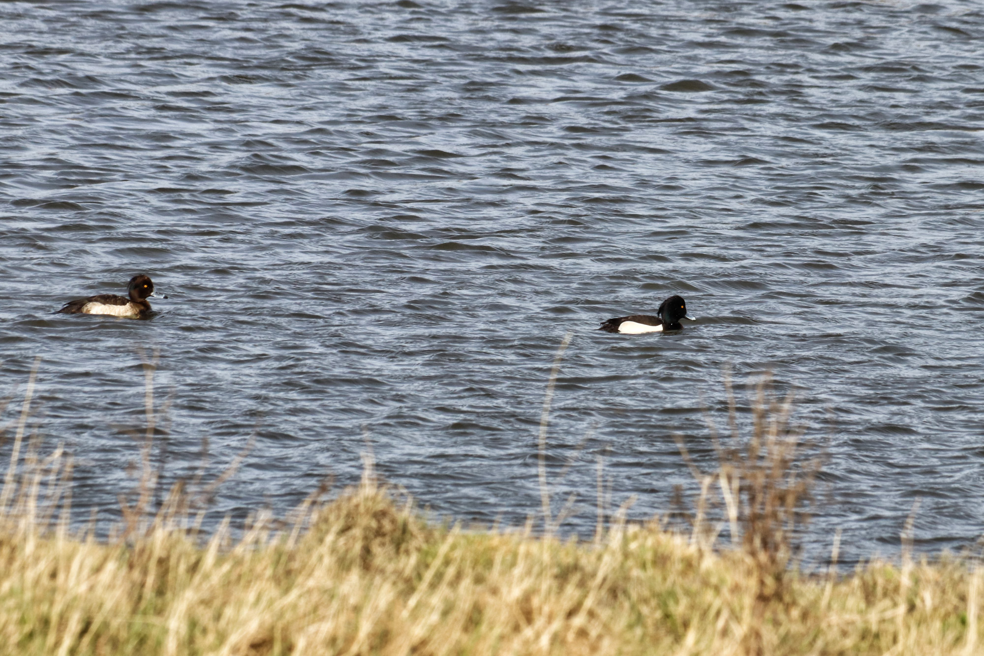 Wandelen in Zeeland - Rondje Sint-Maartensdijk