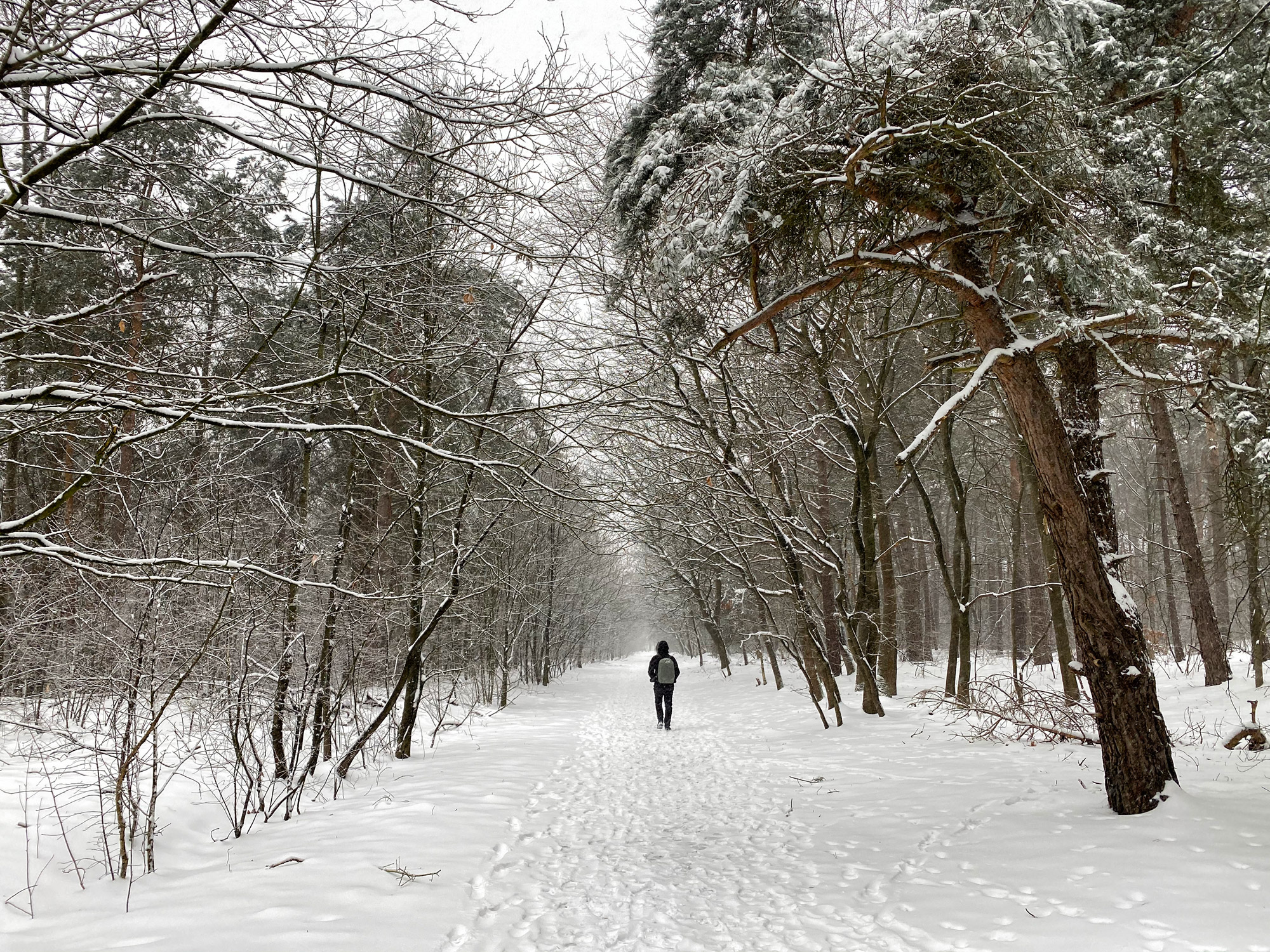 Wandelen in Noord-Brabant: Heide en vennen route in Geldrop-Mierlo, in de sneeuw