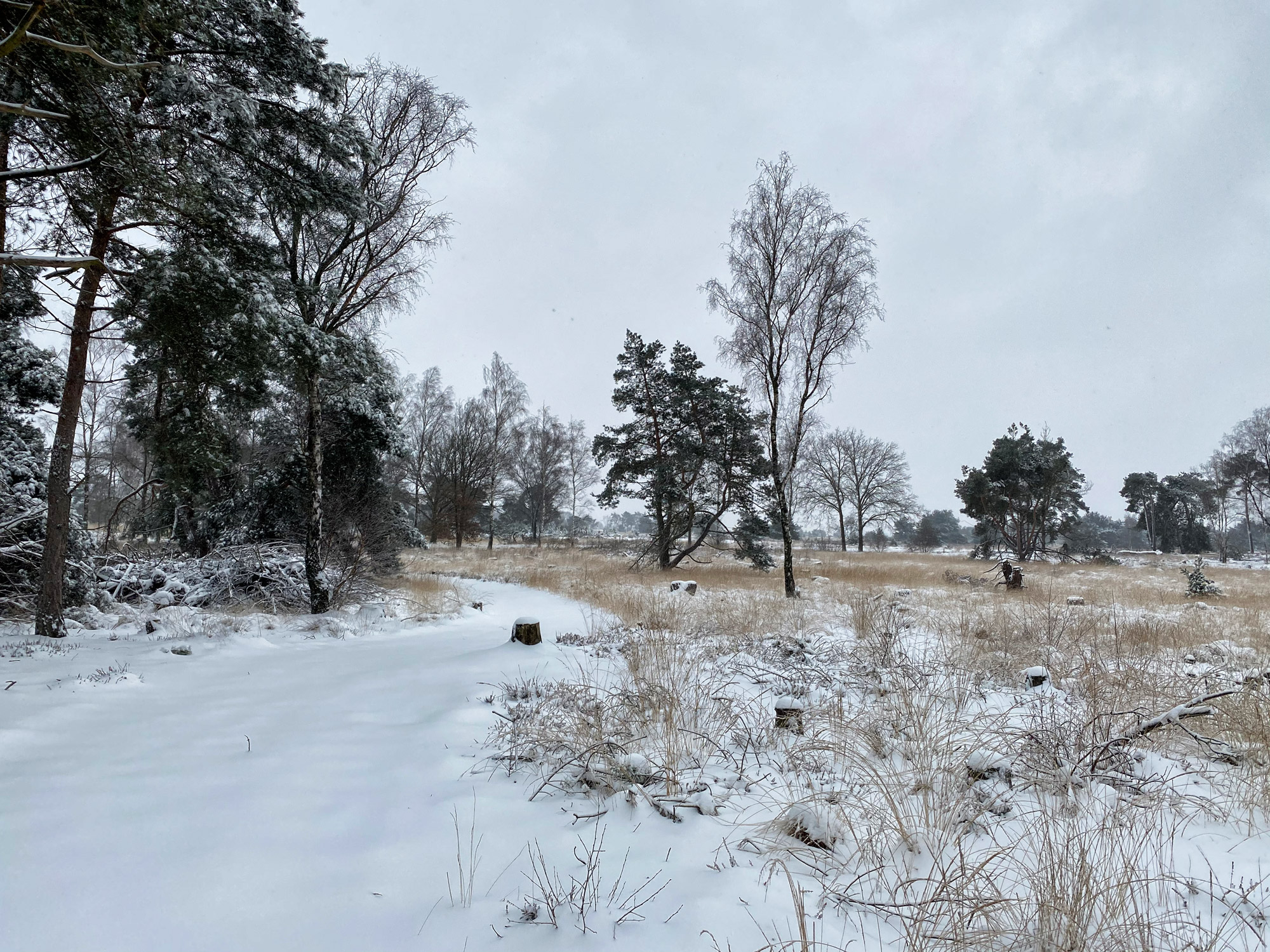 Wandelen in Noord-Brabant: Heide en vennen route in Geldrop-Mierlo, in de sneeuw